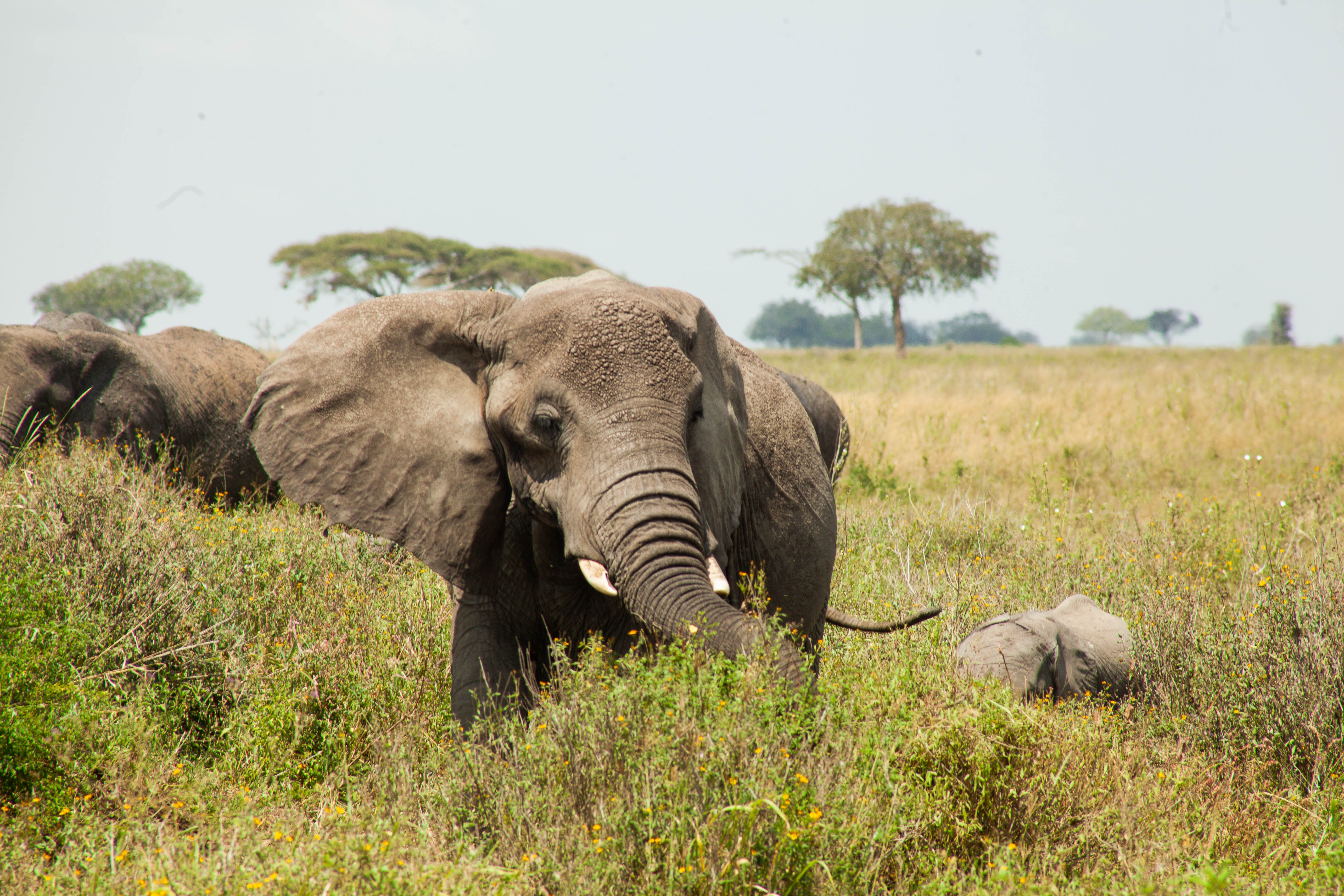 tourhub | Leviva Travel and Tours | 7-Day Tanzania Wildebeest Migration Safari Experience 