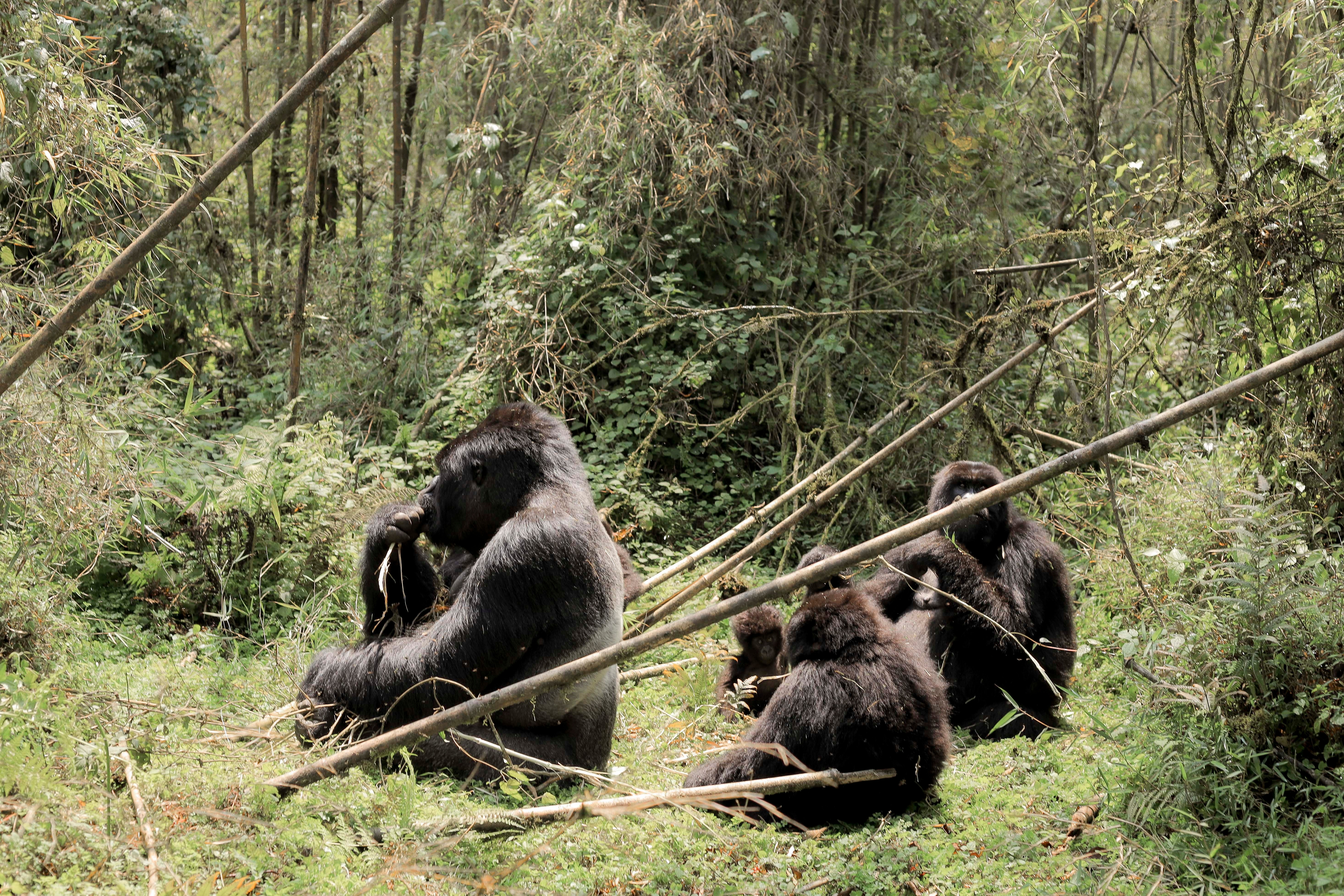 tourhub | Kawira Safaris Ltd | 8 Days Uganda Cultural, Gorilla and Wildlife Safari 