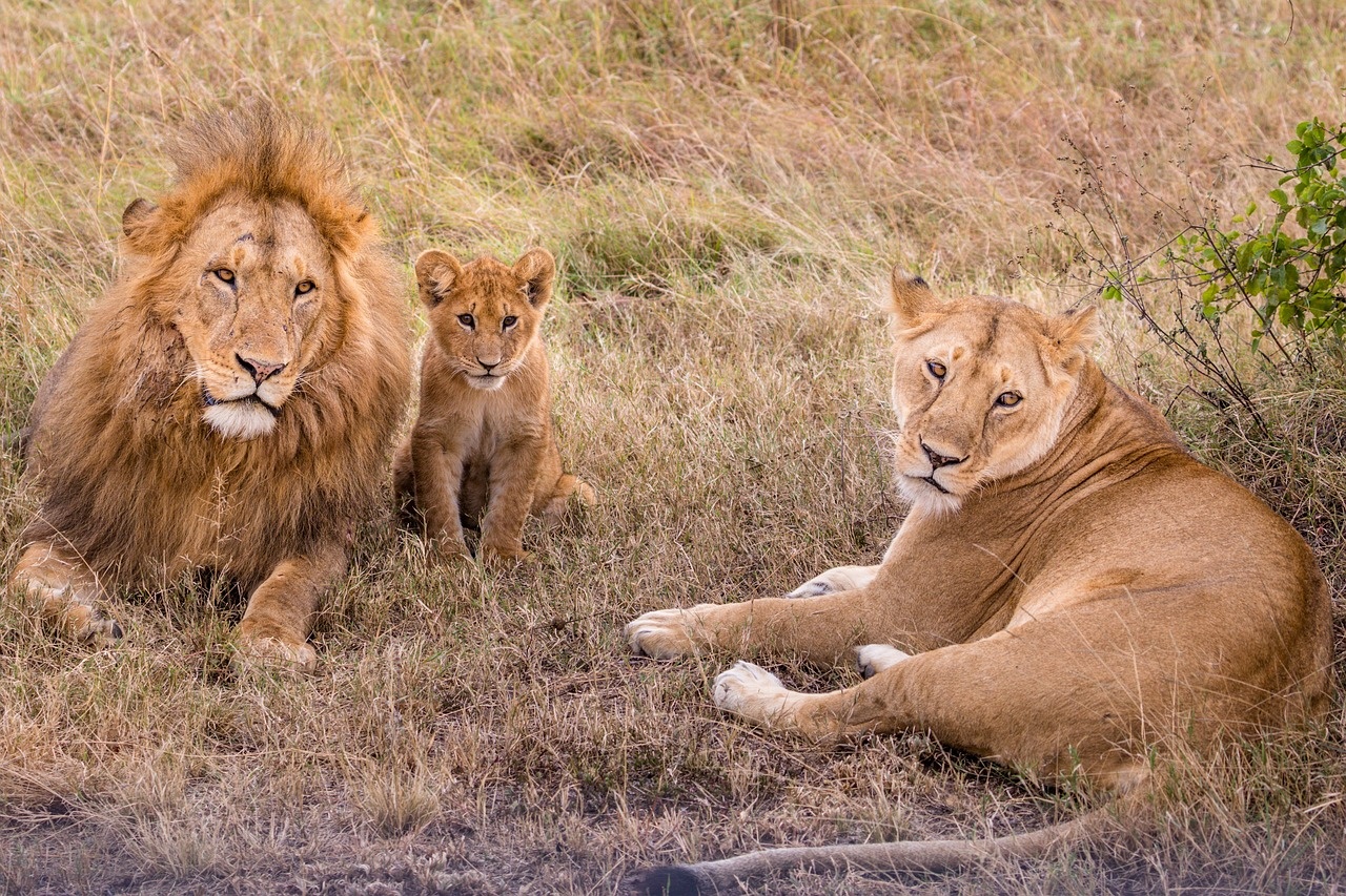 tourhub | Widerange African Safaris | Best 3 days Sharing safari package in Tanzania 