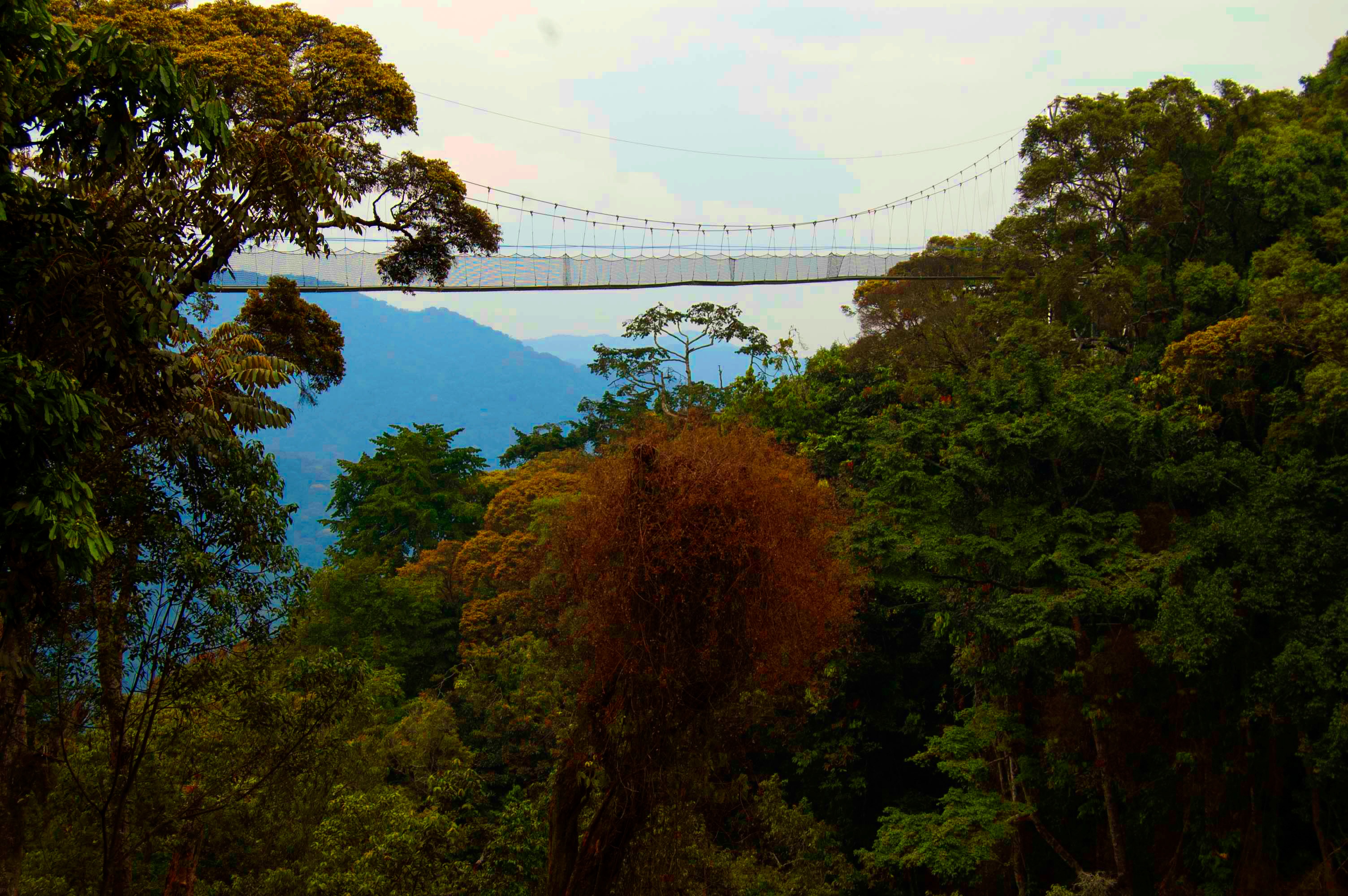 tourhub | Kingfisher Journeys | 3 Days Nyungwe National Park Expedition 