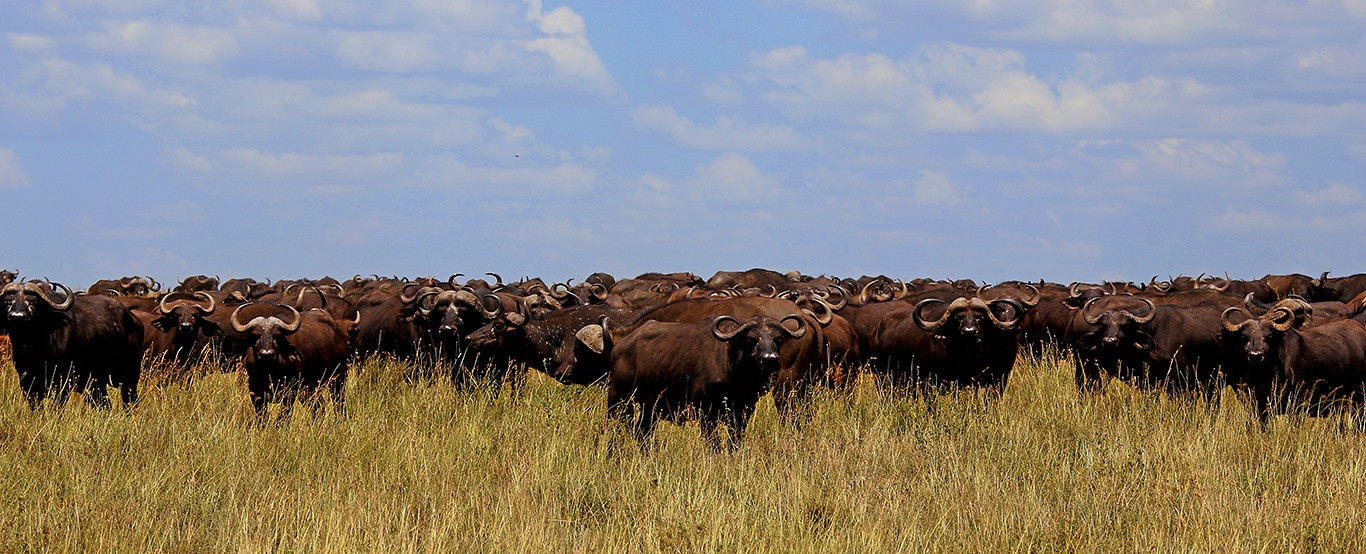 tourhub | Beach and Safari Holidays | 7 Days of Wildlife Wonders 