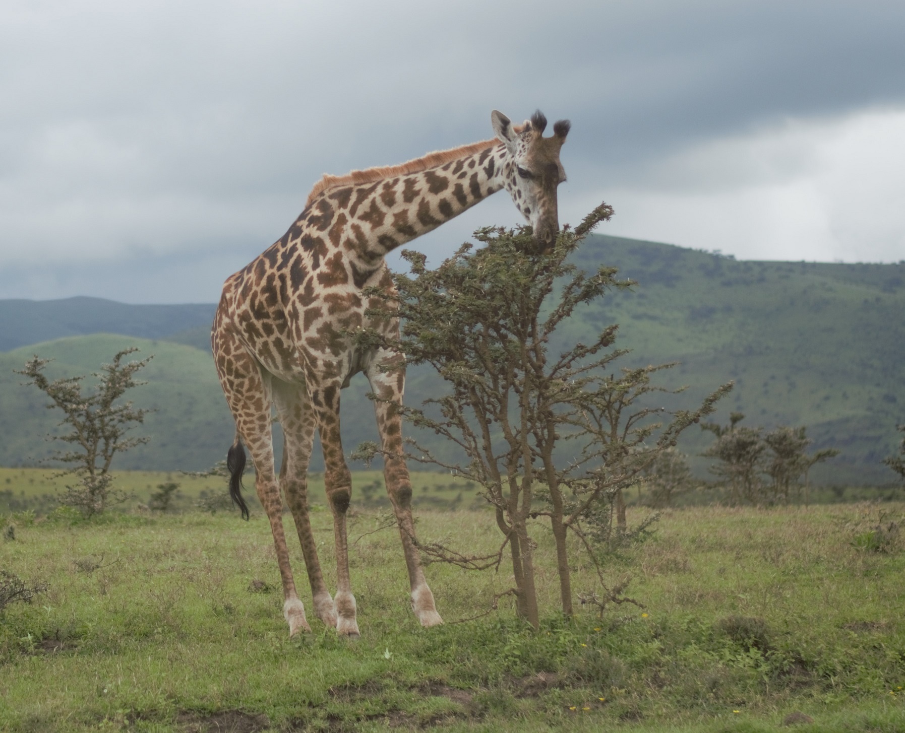 tourhub | Ron Adventure | 3 Days From Zanzibar to Serengeti and Ngorongoro 