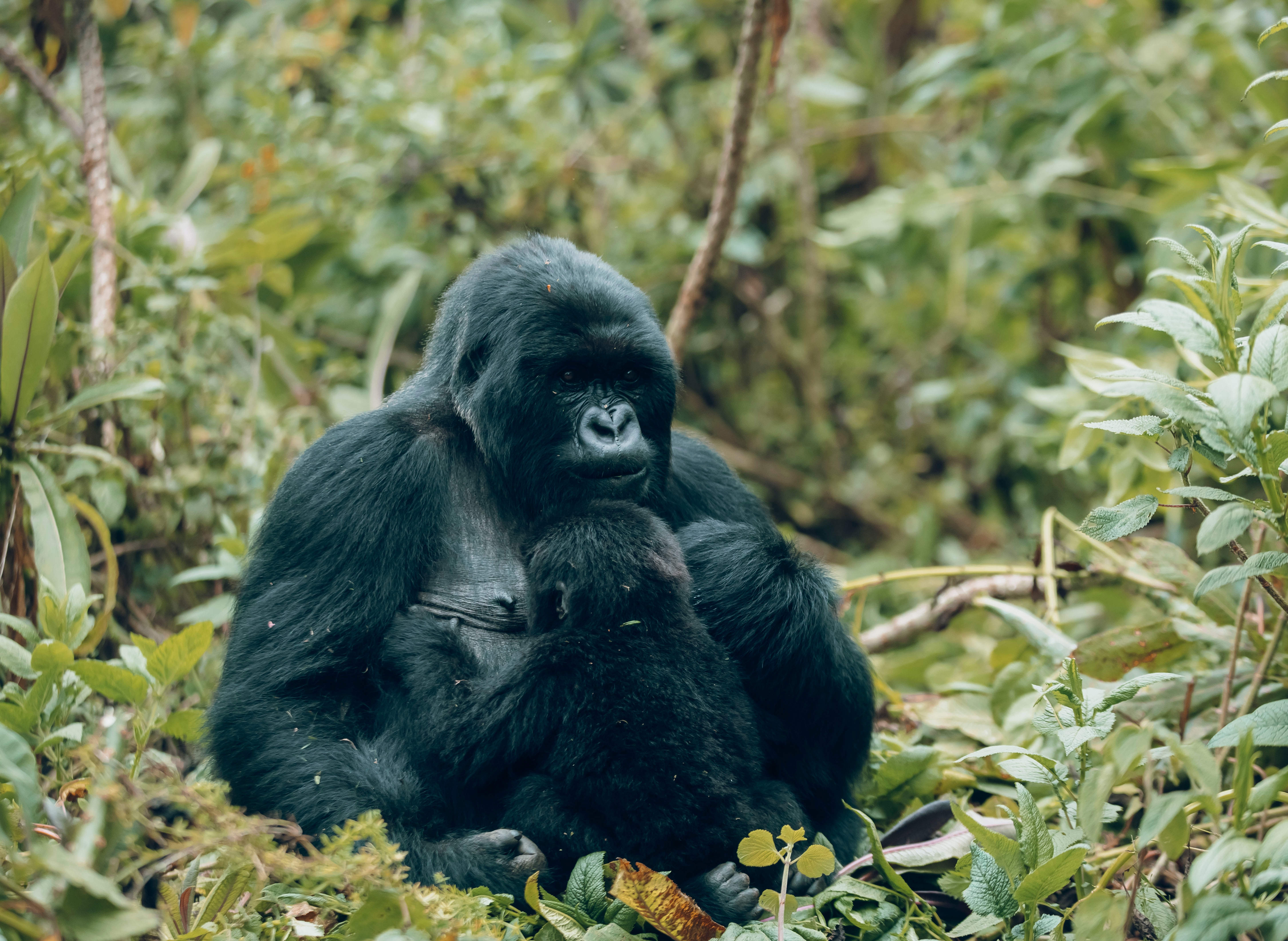 tourhub | Kawira Safaris Ltd | 2 Day Rwanda Gorilla Trekking Tour 