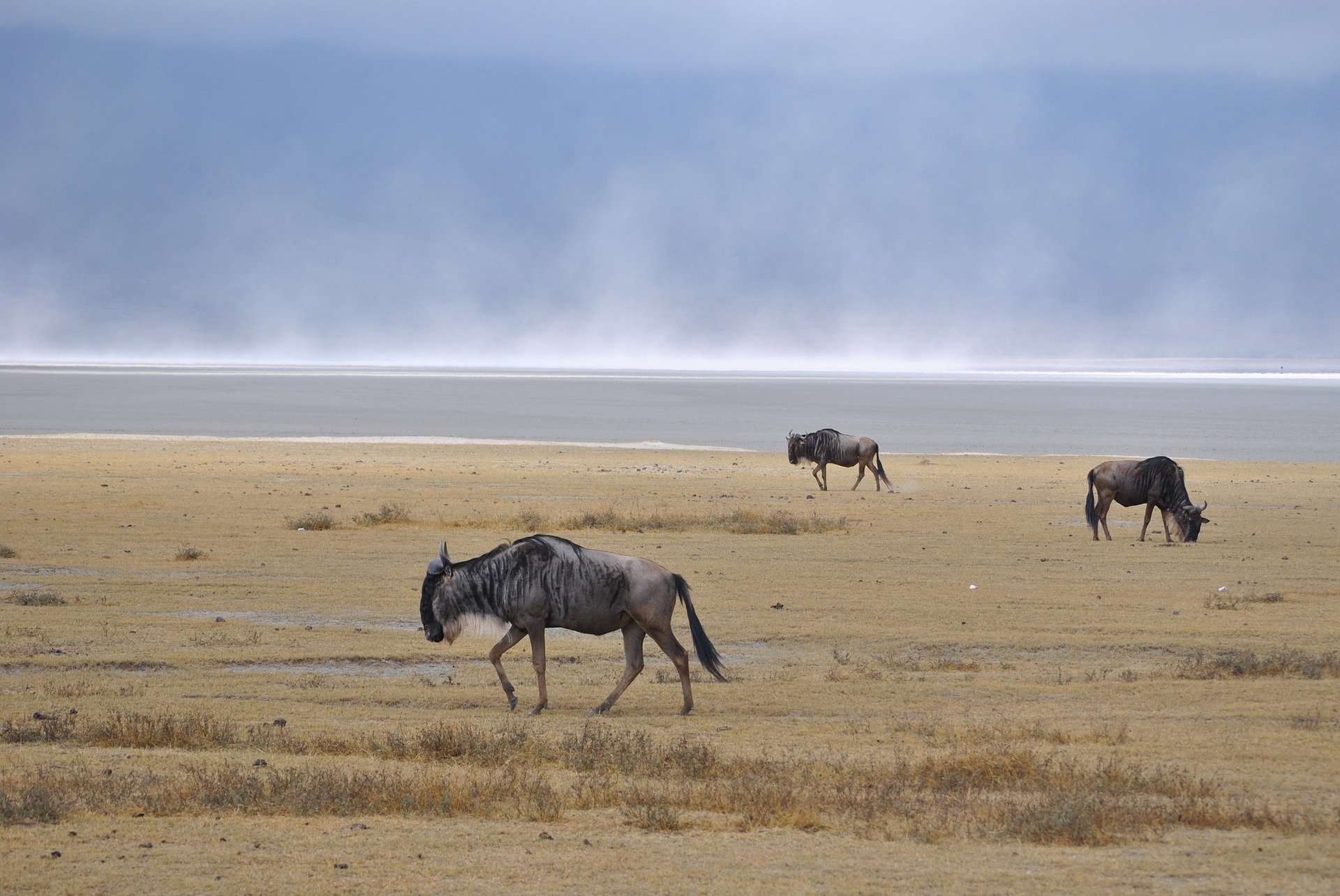 tourhub | Exodus Safaris | 9 Day  Exodus Budget Kenya and Tanzania Game Reserve Safari (Masai Mara – Serengeti) 