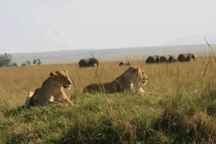 tourhub | Johnbow Tours and Travel | 3 Days Amboseli National Park Safari 