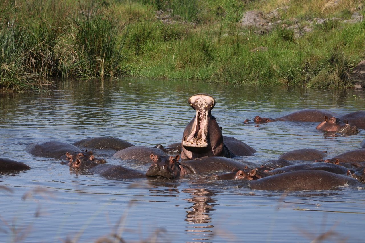 tourhub | Eddy tours and safaris | The Best 9 Days Serengeti Migration | 9SM