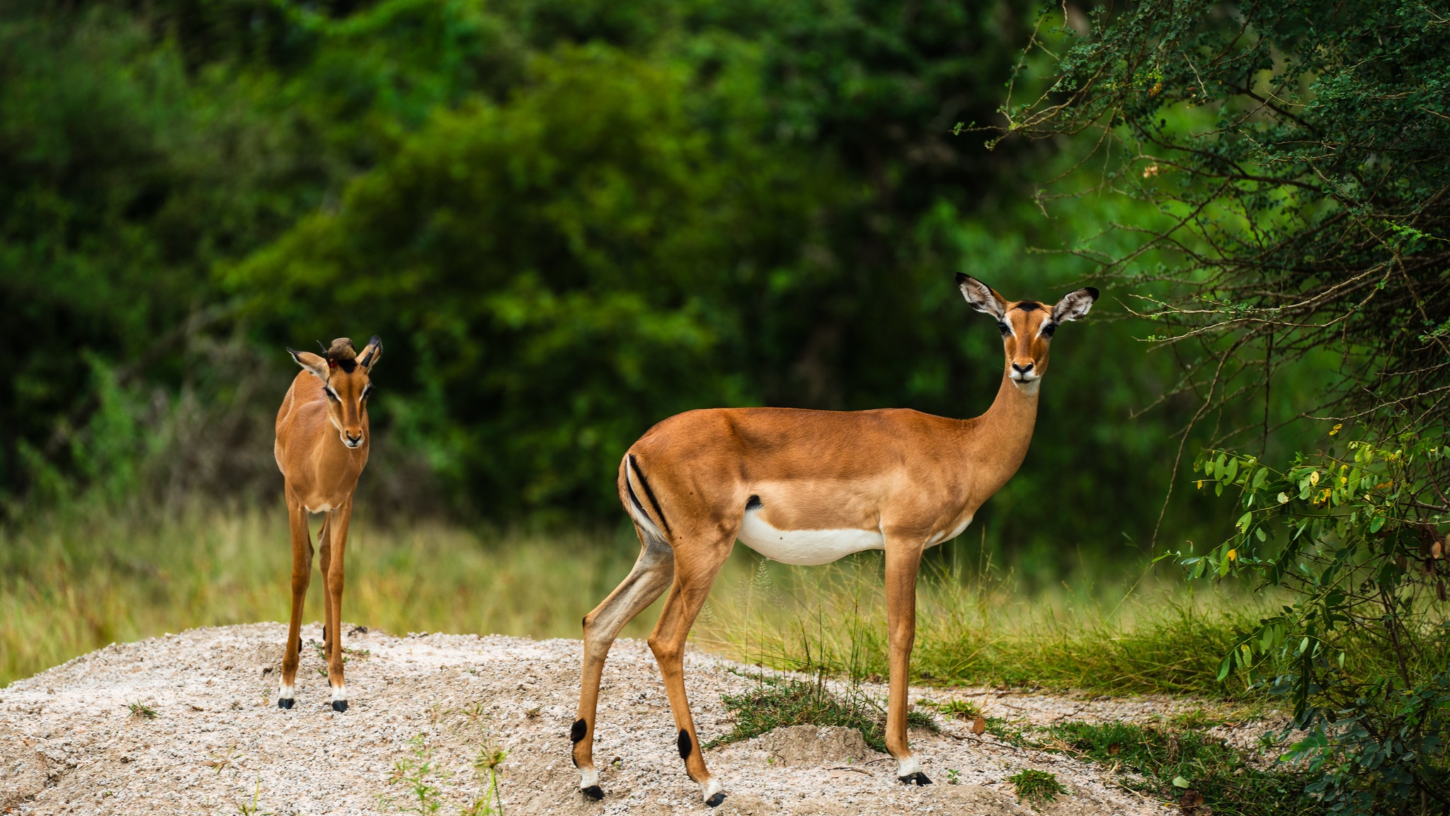 tourhub | Beach and Safari Holidays | Zanzibar and Selous 