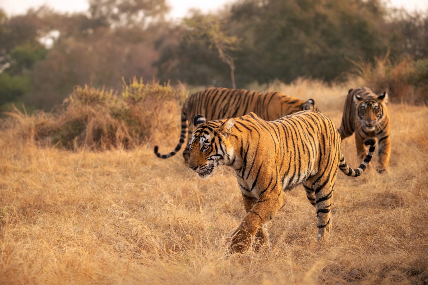 tourhub | Go Book Tours | Bandhavgarh Luxury Wildlife Tour Package 