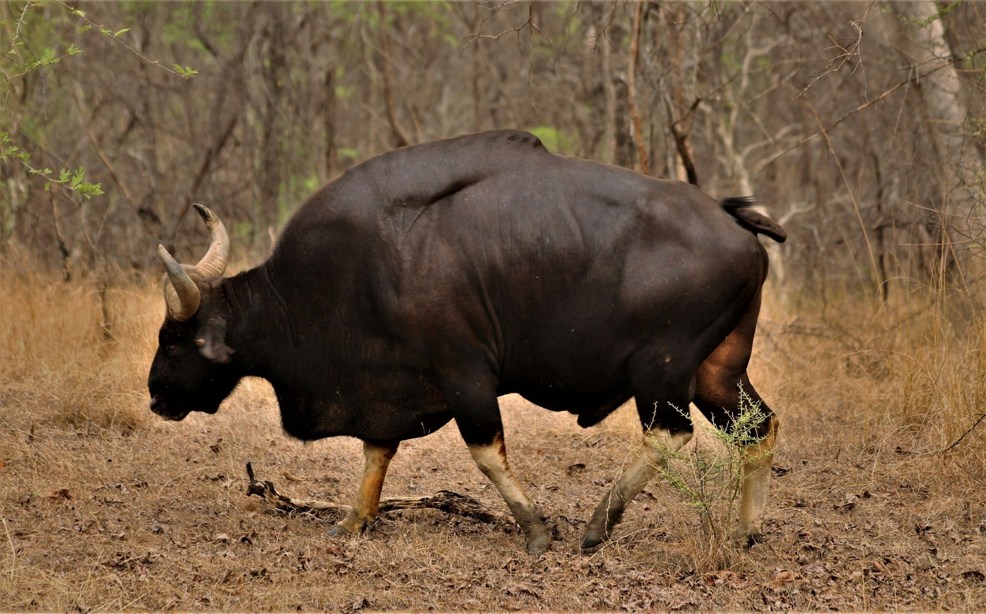 tourhub | Go Book Tours | Bandhavgarh Jungle Safari Tour Package 