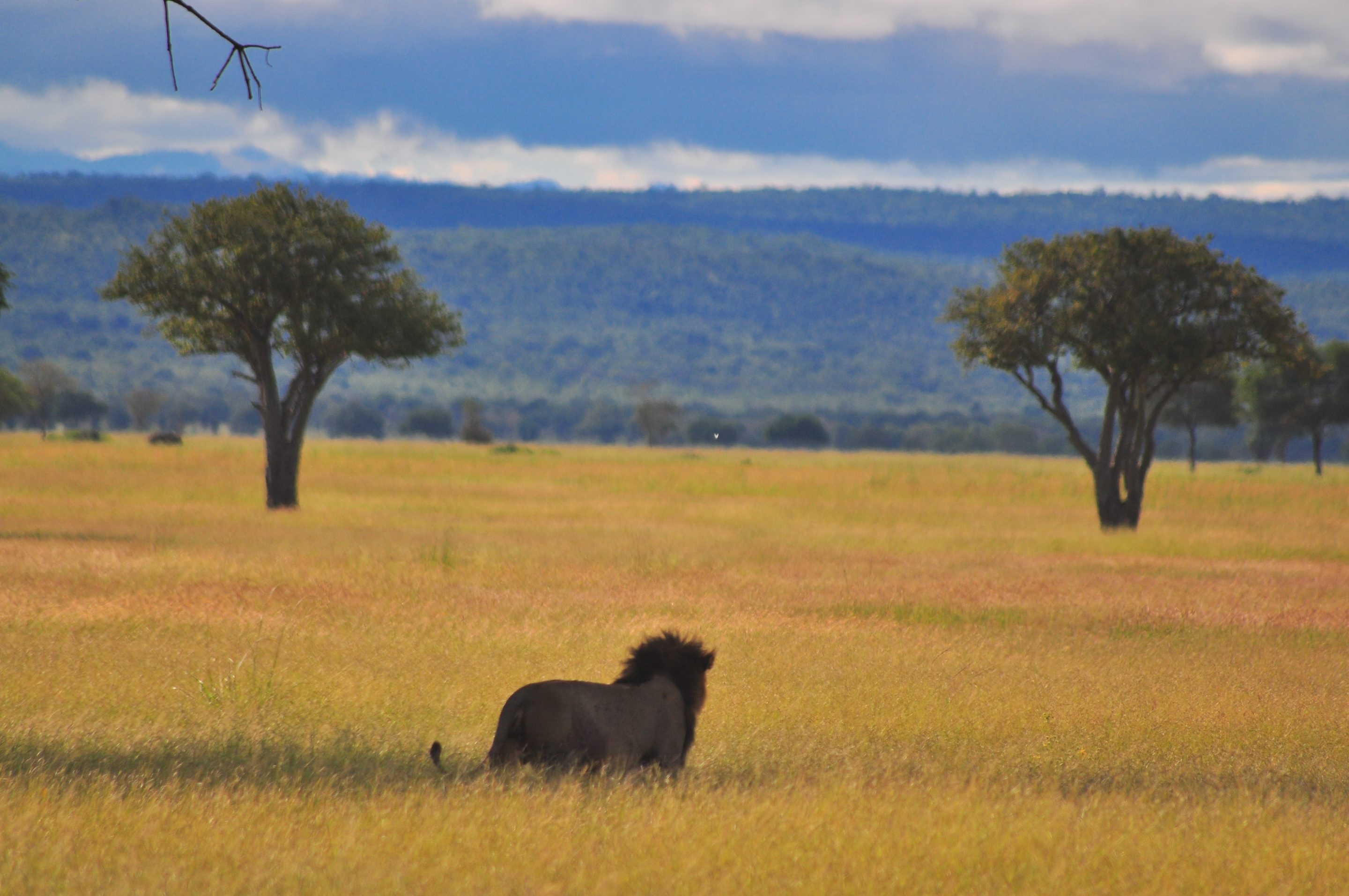 tourhub | Serengeti Access Safaris | 3 Days Mikumi national Park 