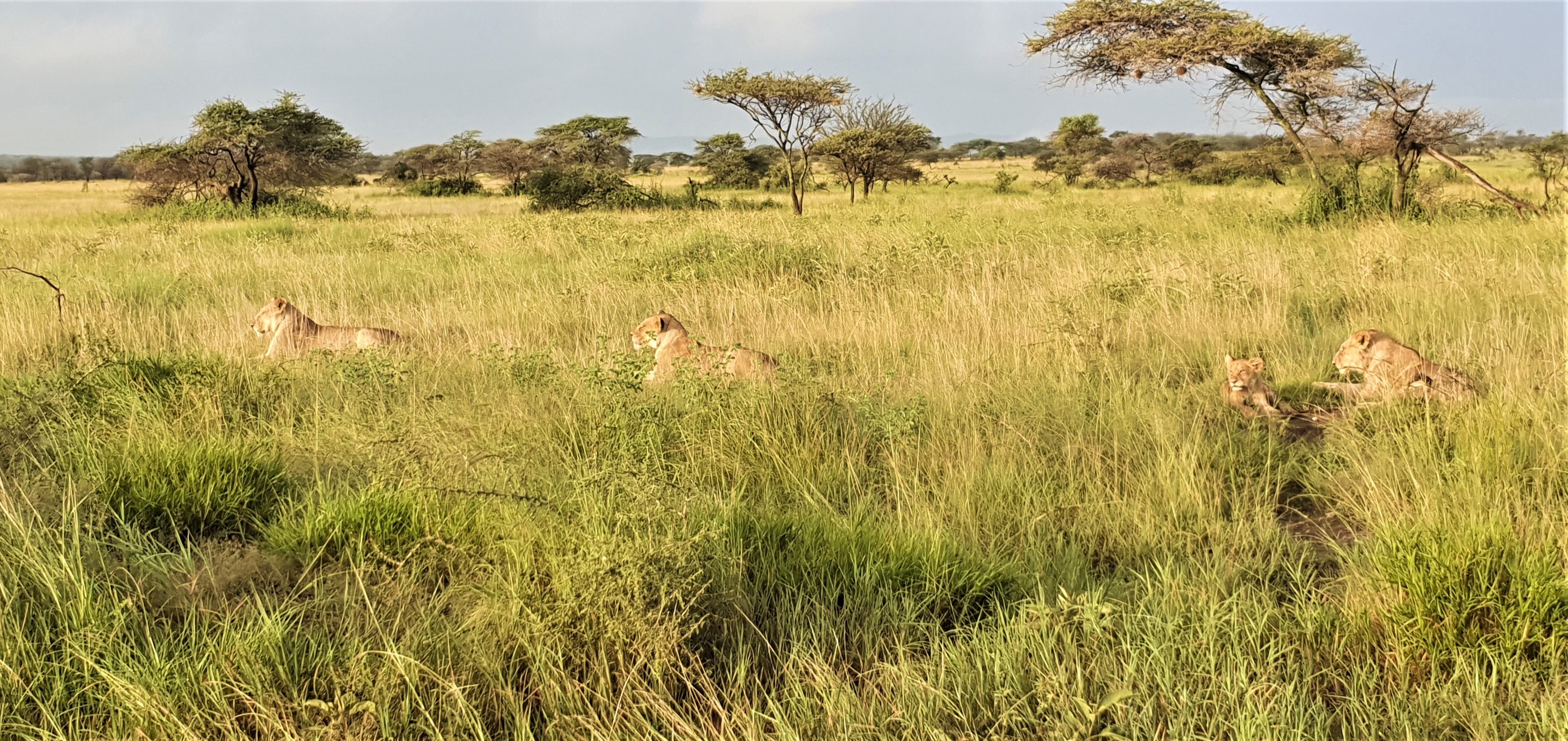 tourhub | Beach and Safari Holidays | The Ultimate Serengeti Experience 