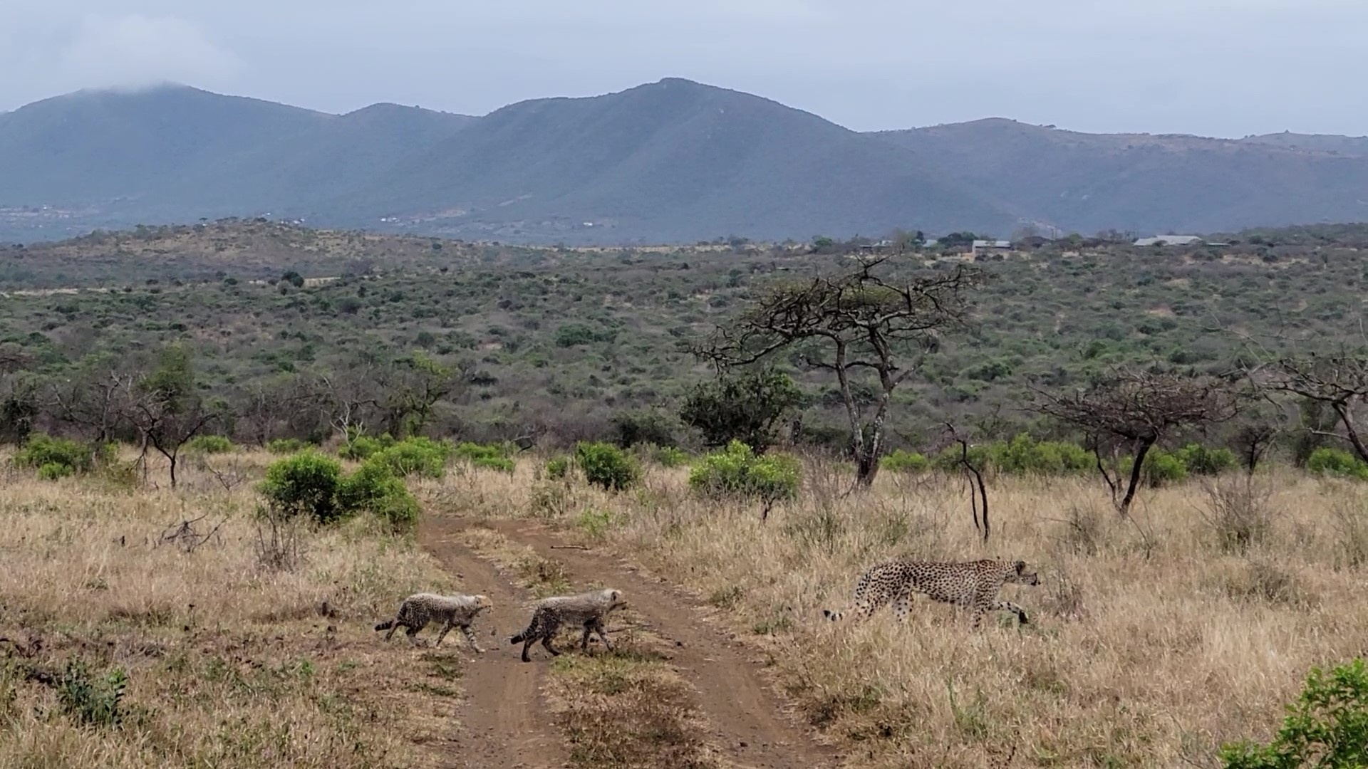 tourhub | Royal Private Safaris | 8 Days Luxury Kenya Safari With Unforgettable Lake Visit 