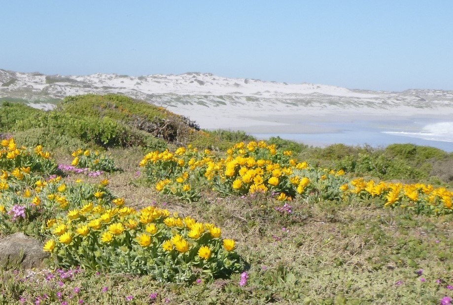 tourhub | HoneyBadger Travel & Tours | South Africa Flower Safari Namaqualand & West Coast 