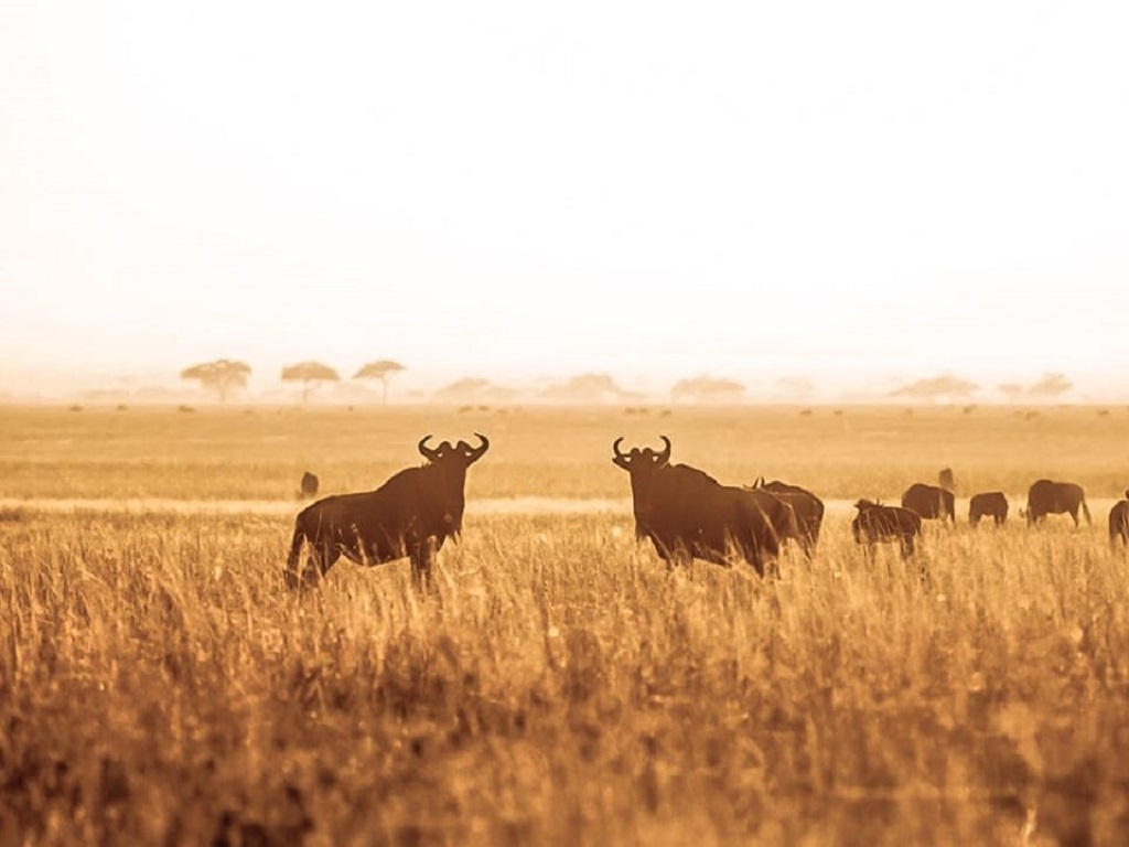 tourhub | Alaitol Safari | Camping Safari To Manyara, Serengeti and  Ngorongoro. 