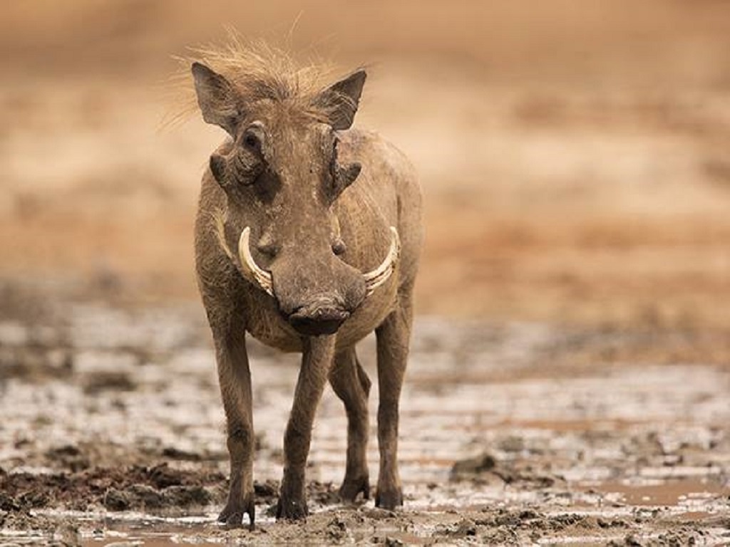 tourhub | Alaitol Safari | Camping Safari To Manyara, Serengeti and  Ngorongoro. 