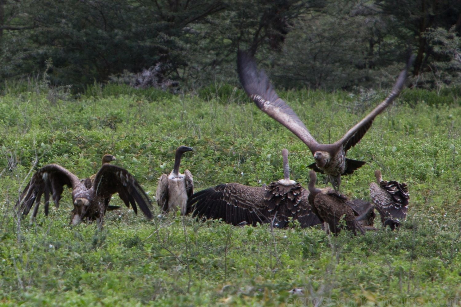 tourhub | Across Africa Tours Travel | 3 Days 2 Nights adventure in Tarangire National Park, Ngorongoro and Lake Manyara (Comfort plus) 