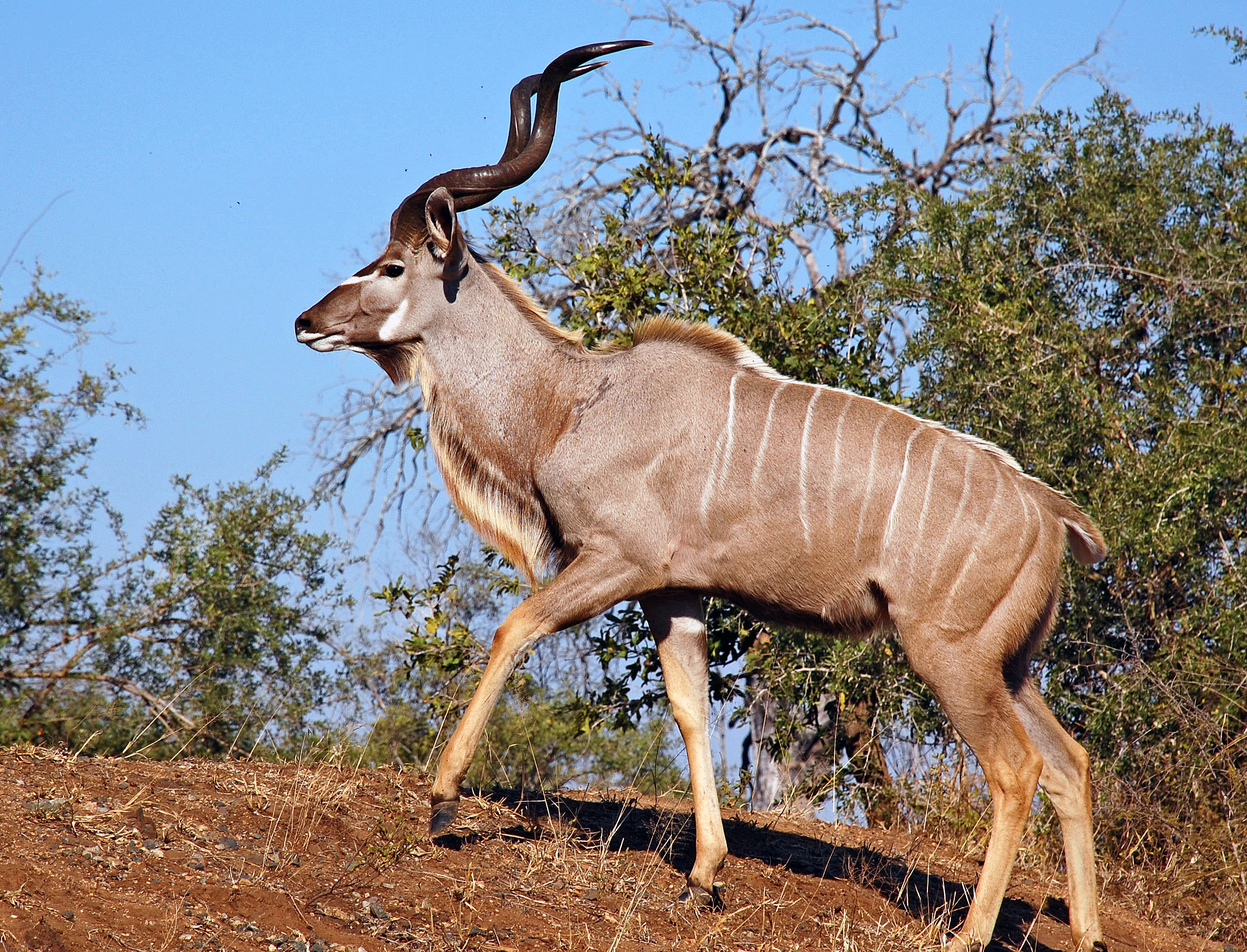 tourhub | Timeline Travel | Kruger National Park and Panorama Route 