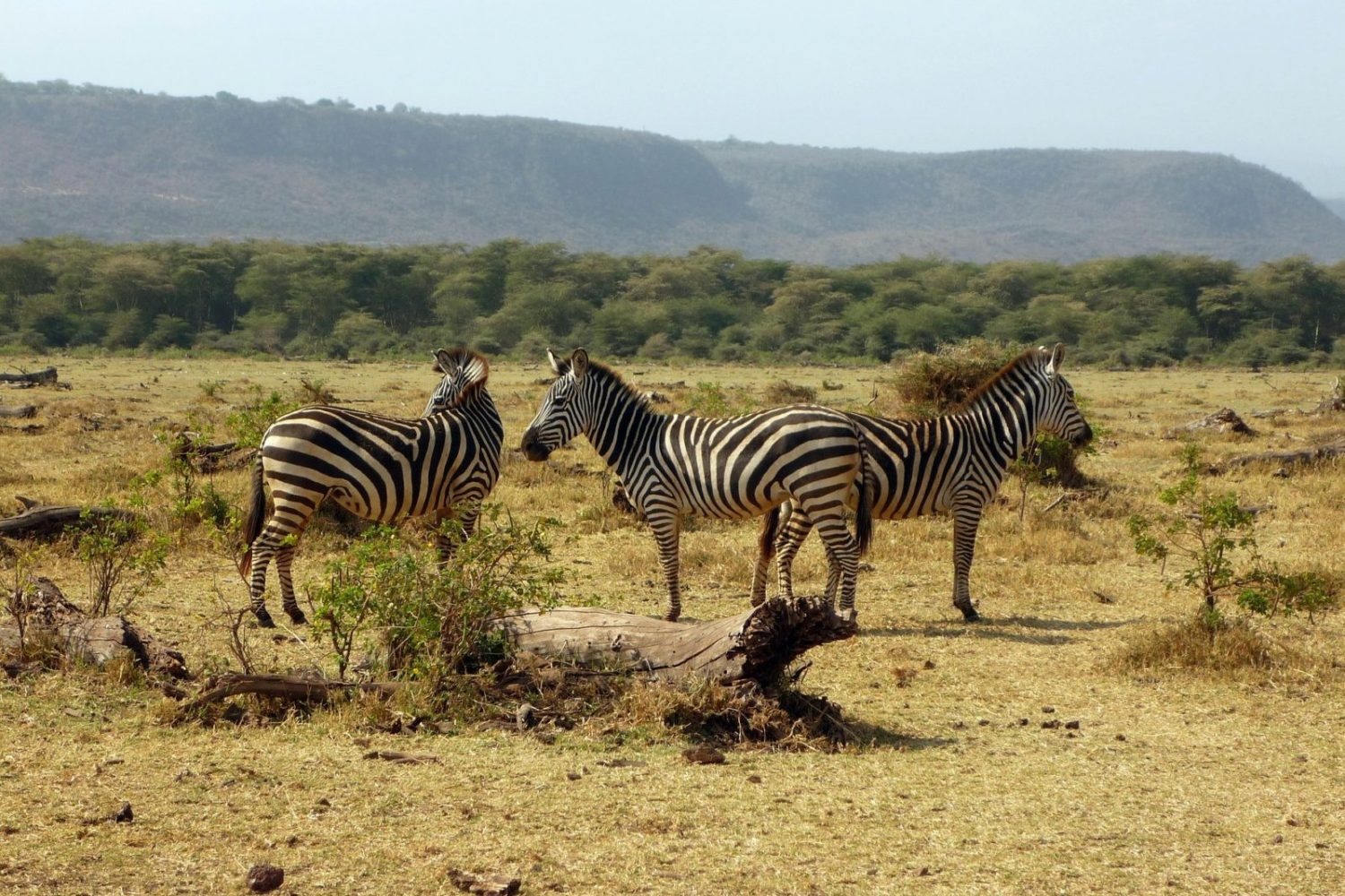 tourhub | Across Africa Tours Travel | 3 Days 2 Nights adventure in Tarangire National Park, Ngorongoro and Lake Manyara (Comfort plus) 