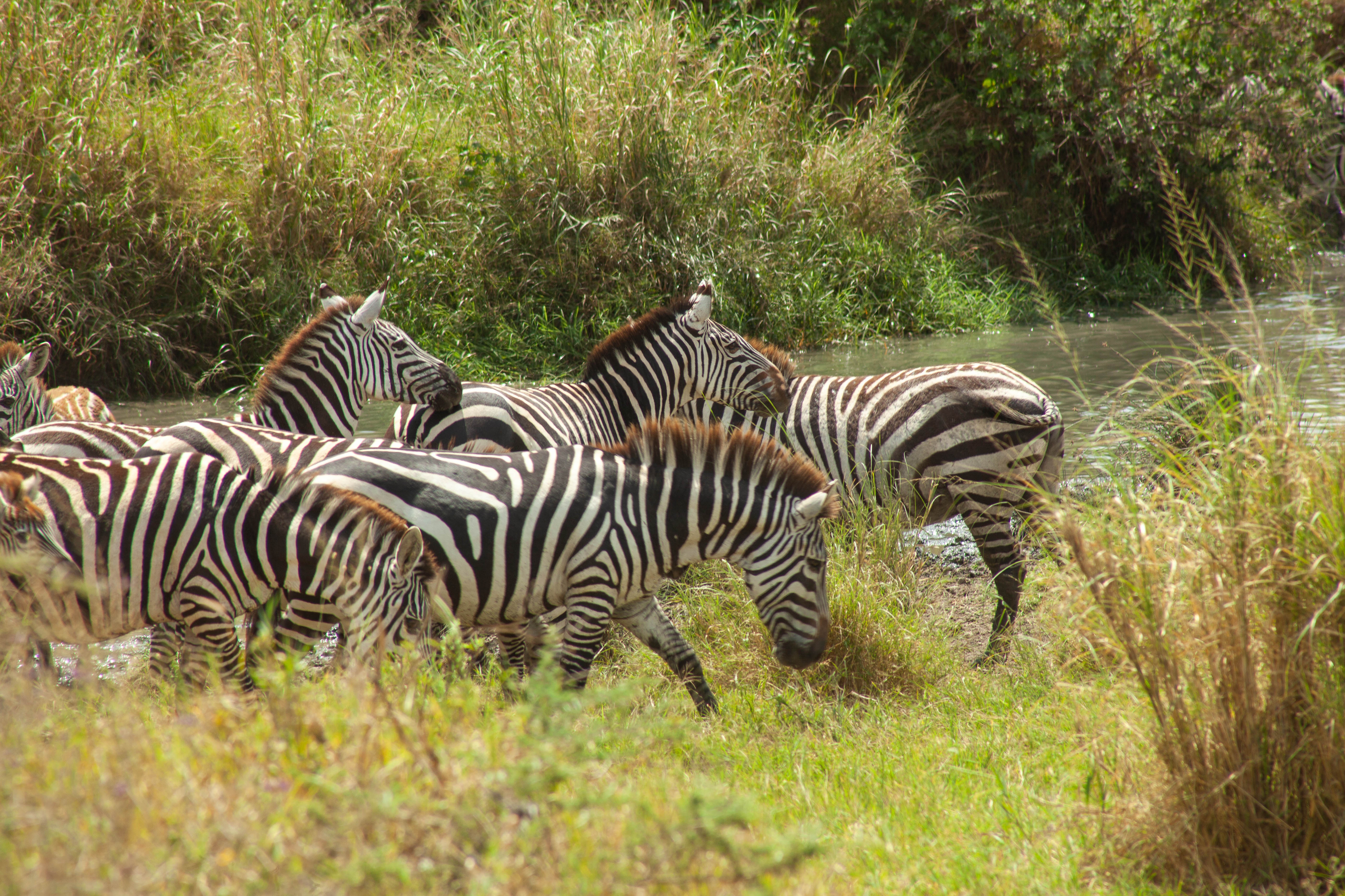 tourhub | Leviva Travel and Tours | 7-Day Tanzania Wildebeest Migration Safari Experience 