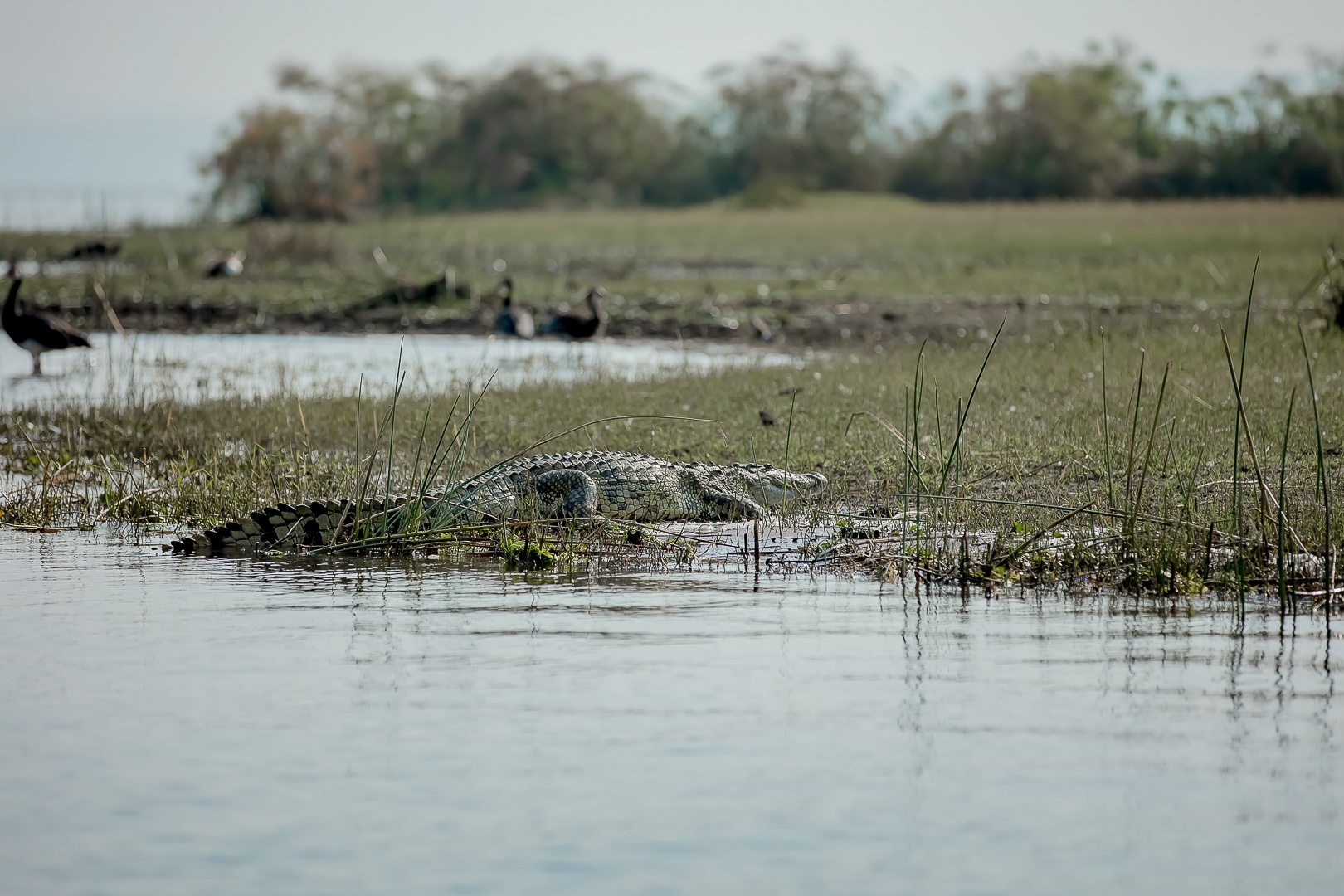 tourhub | Kawira Safaris Ltd | 8 Days Uganda Cultural, Gorilla and Wildlife Safari 