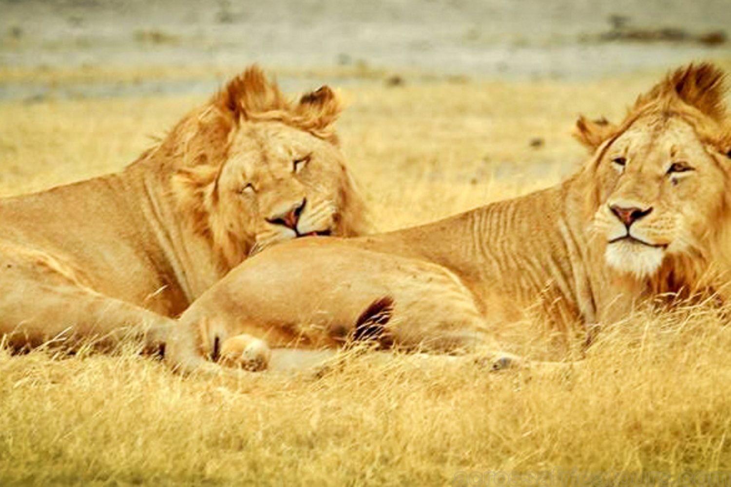 tourhub | Across Africa Tours Travel | Tanzania and Kenya Safari for Seniors 10Days/9Nights 