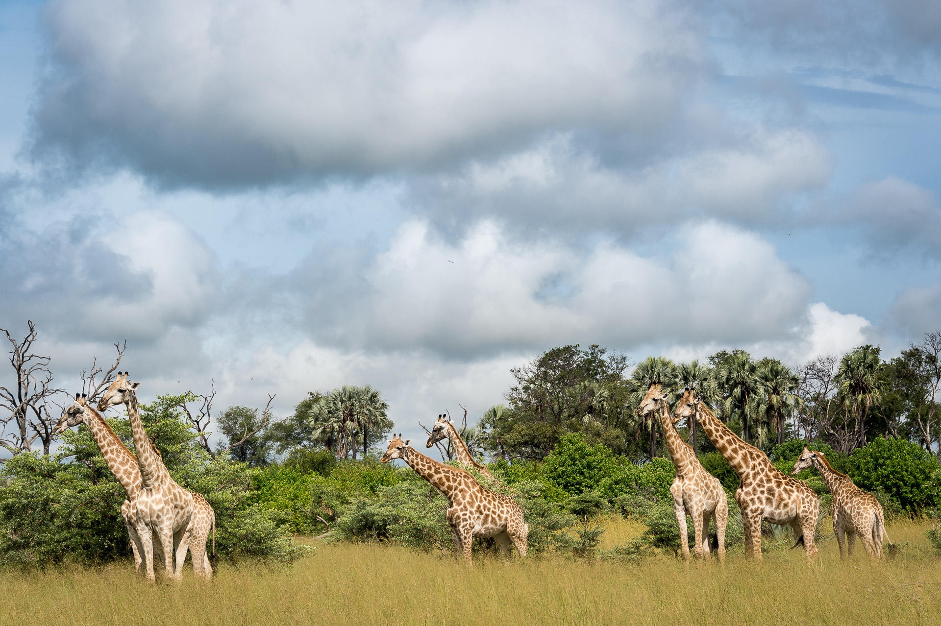 tourhub | Leviva Travel and Tours | 7-Day Tanzania Wildebeest Migration Safari Experience 