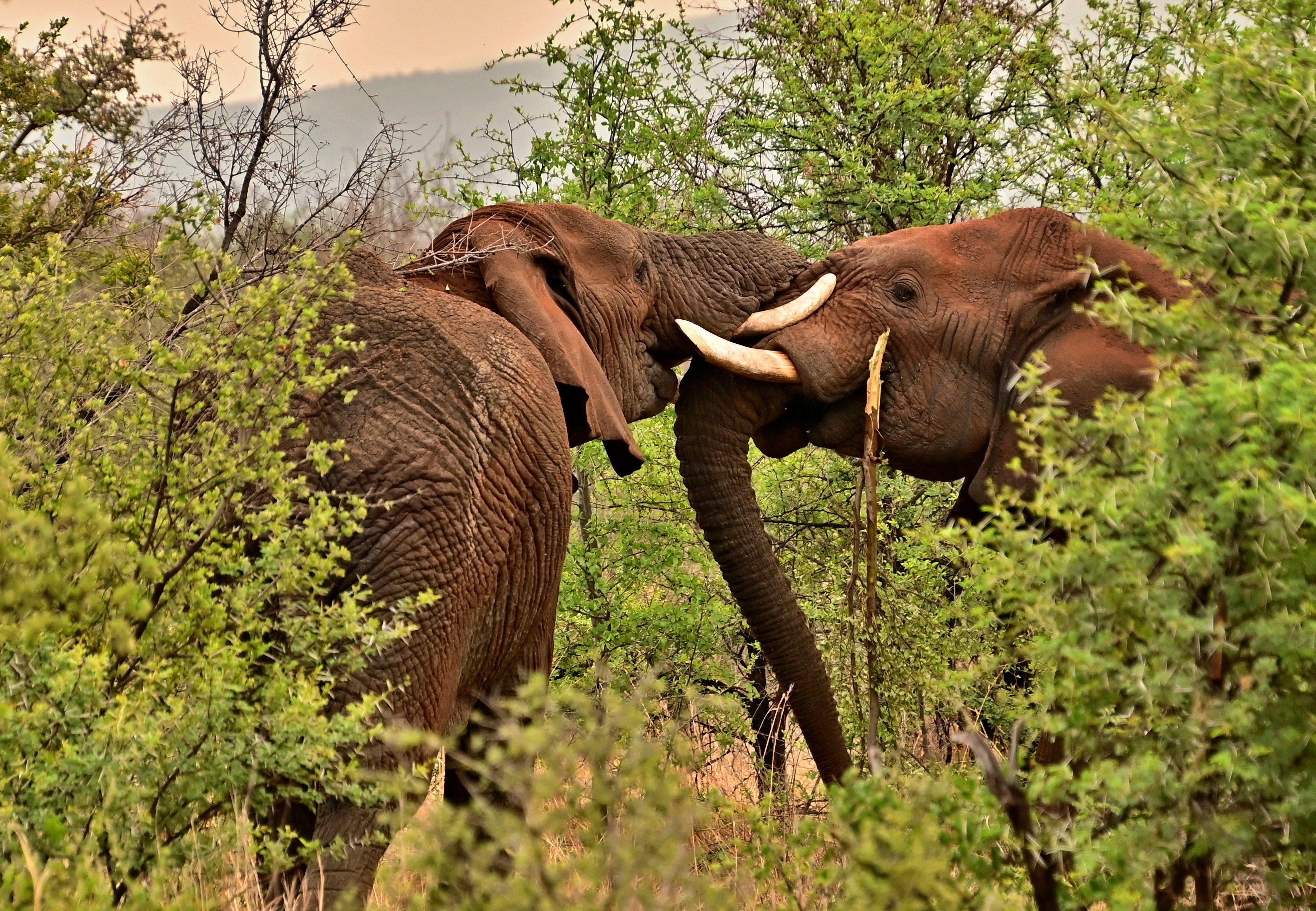 tourhub | The Voyages India | From Cochin: 2-Day  Thekkady and Periyar Wildlife sanctuary with Jeep Safari 