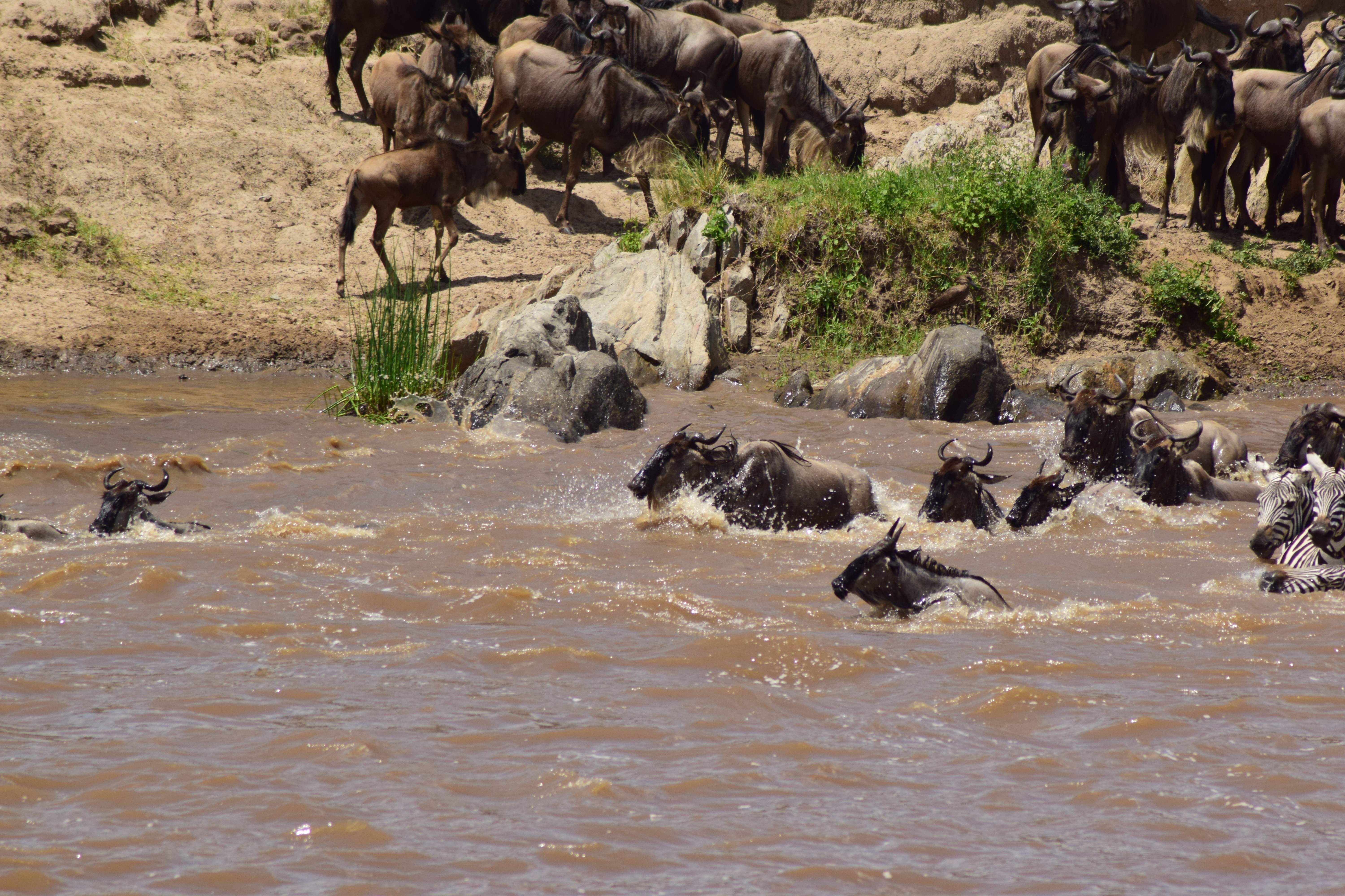 tourhub | WIDERANGE AFRICAN SAFARIS CO LTD | Best 6 days Serengeti Migration Mara River Safari Tour Packages | 6
