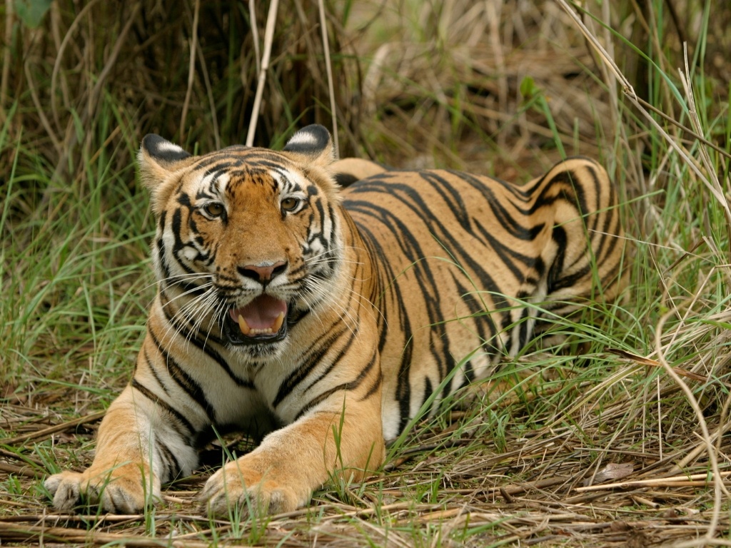 tourhub | Taj Voyages Tours | 1N/2D Ranthambore Wildlife Safari 