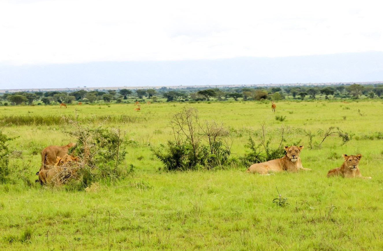 tourhub | Avens Travel World (ATW Holidays Africa) | Uganda Community, Culture and Wildlife Tour 