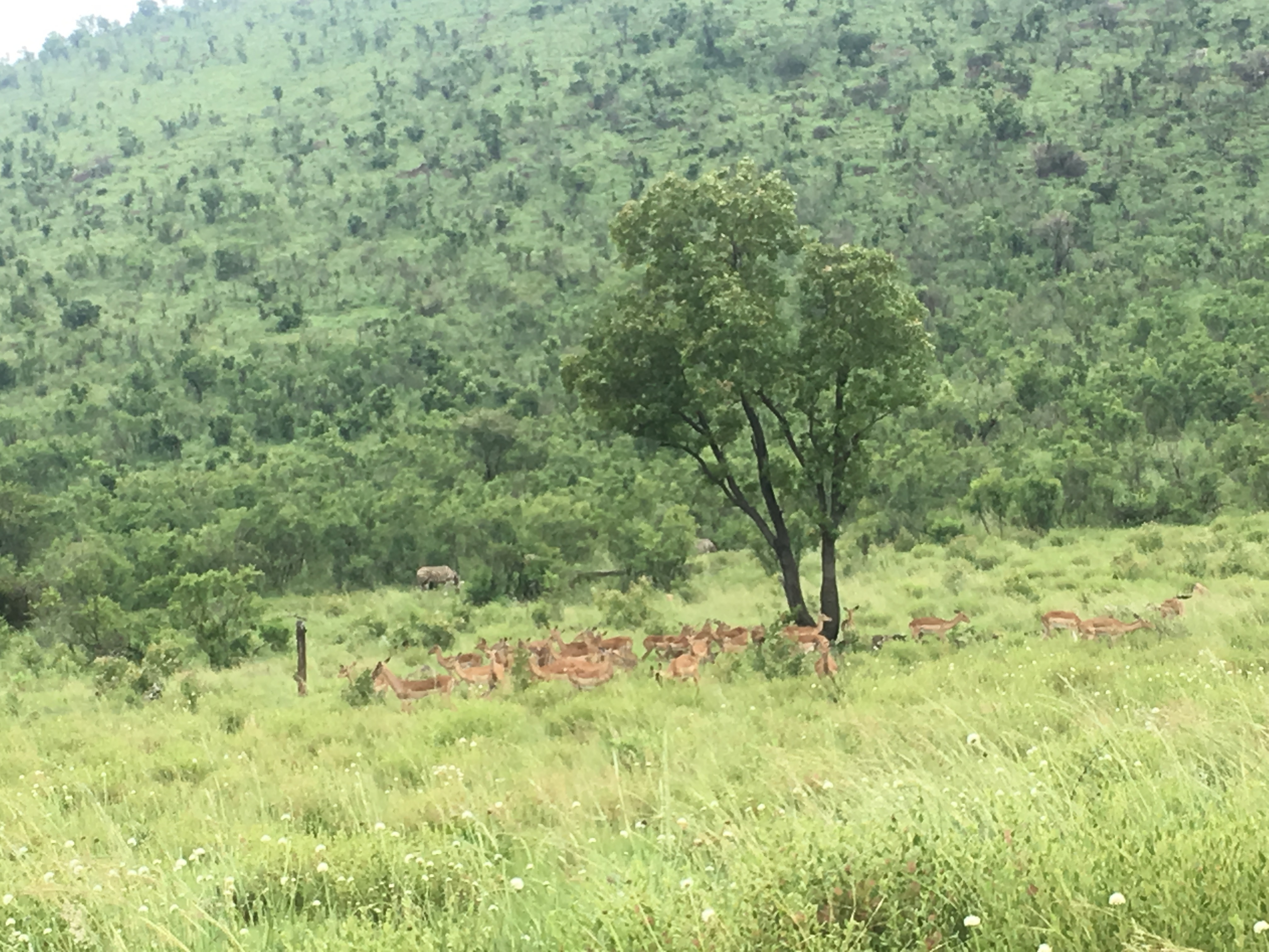 tourhub | Timeline Travel | Madikwe Game Reserve Luxury Tour 