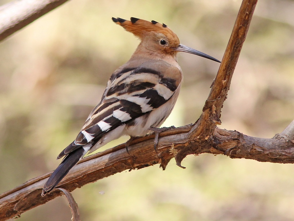 tourhub | Finot Tour and Safari Ethiopia | Bird watching Tour 4 Days 