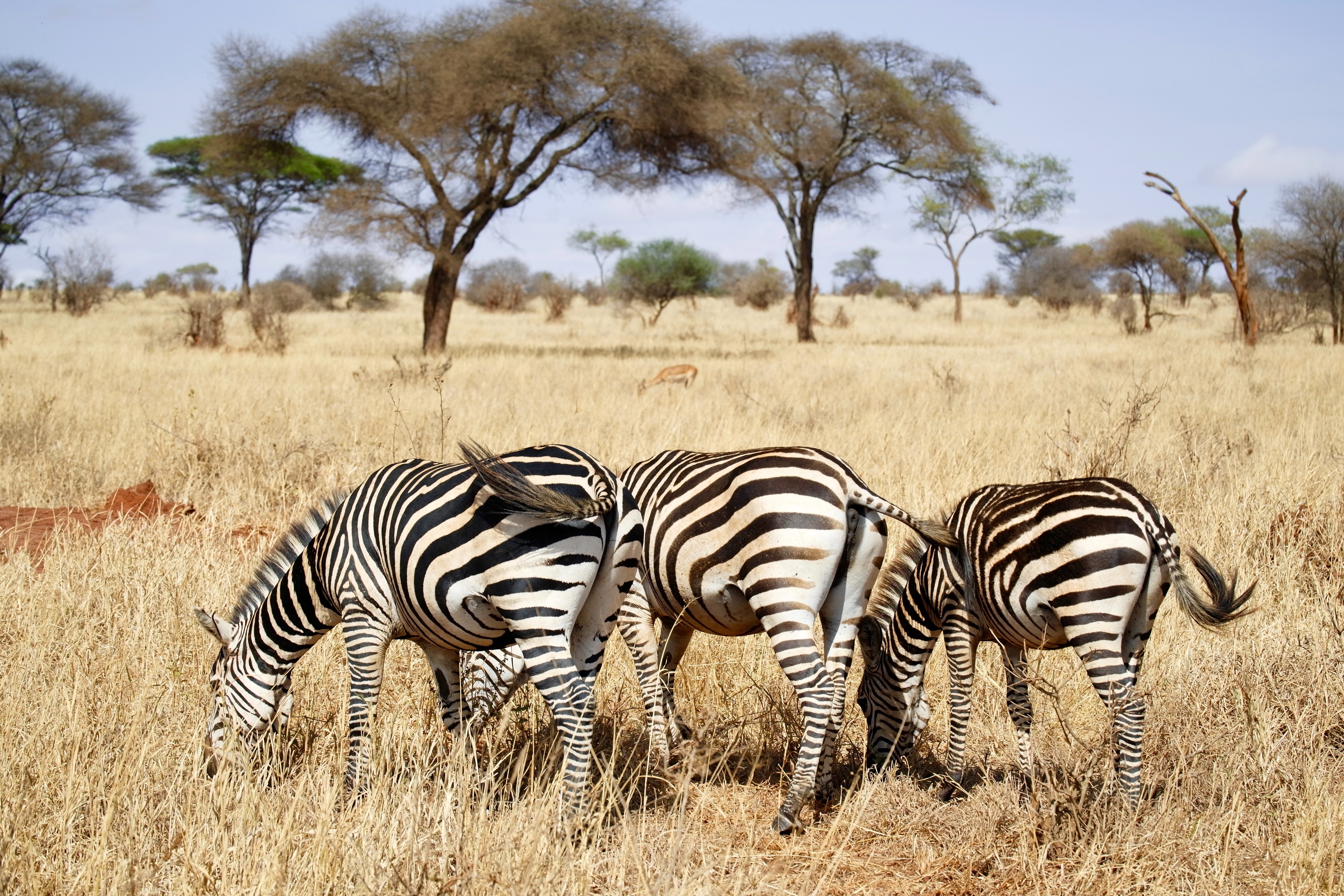 tourhub | Razan Safaris | The best 5 days Tanzania safari package 