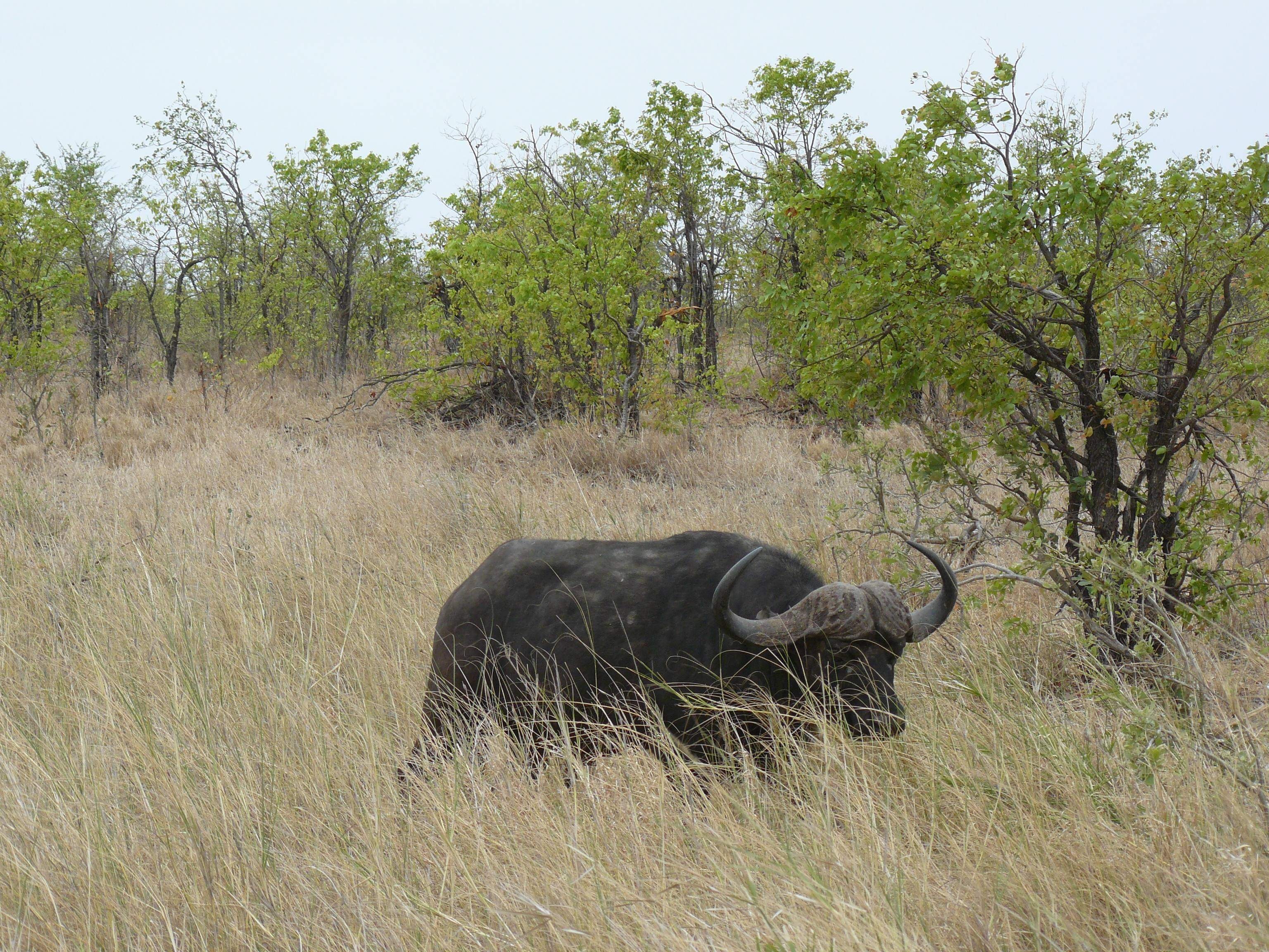 tourhub | Timeline Travel | Kruger National Park and Panorama Route 