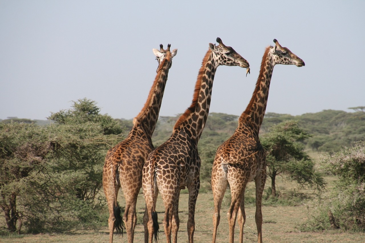 tourhub | Widerange African Safaris | Best 3 days Sharing safari package in Tanzania 