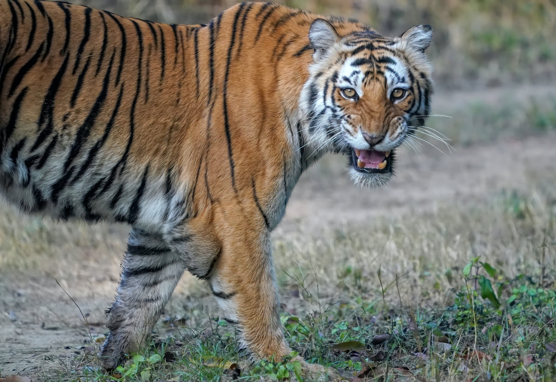 tourhub | Discover Activities | Short Wildlife Escape to Bandipur and Mudumalai From Bangalore 