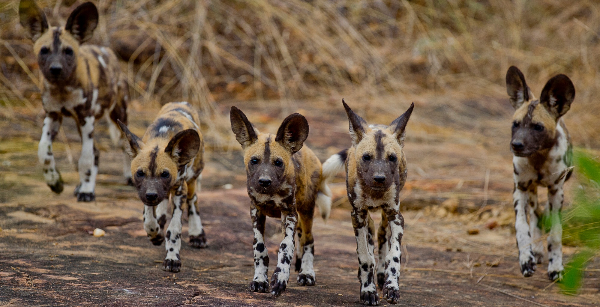 tourhub | Serengeti Access Safaris | 3 Days Selous Game Reserve from Dar es Salaam 