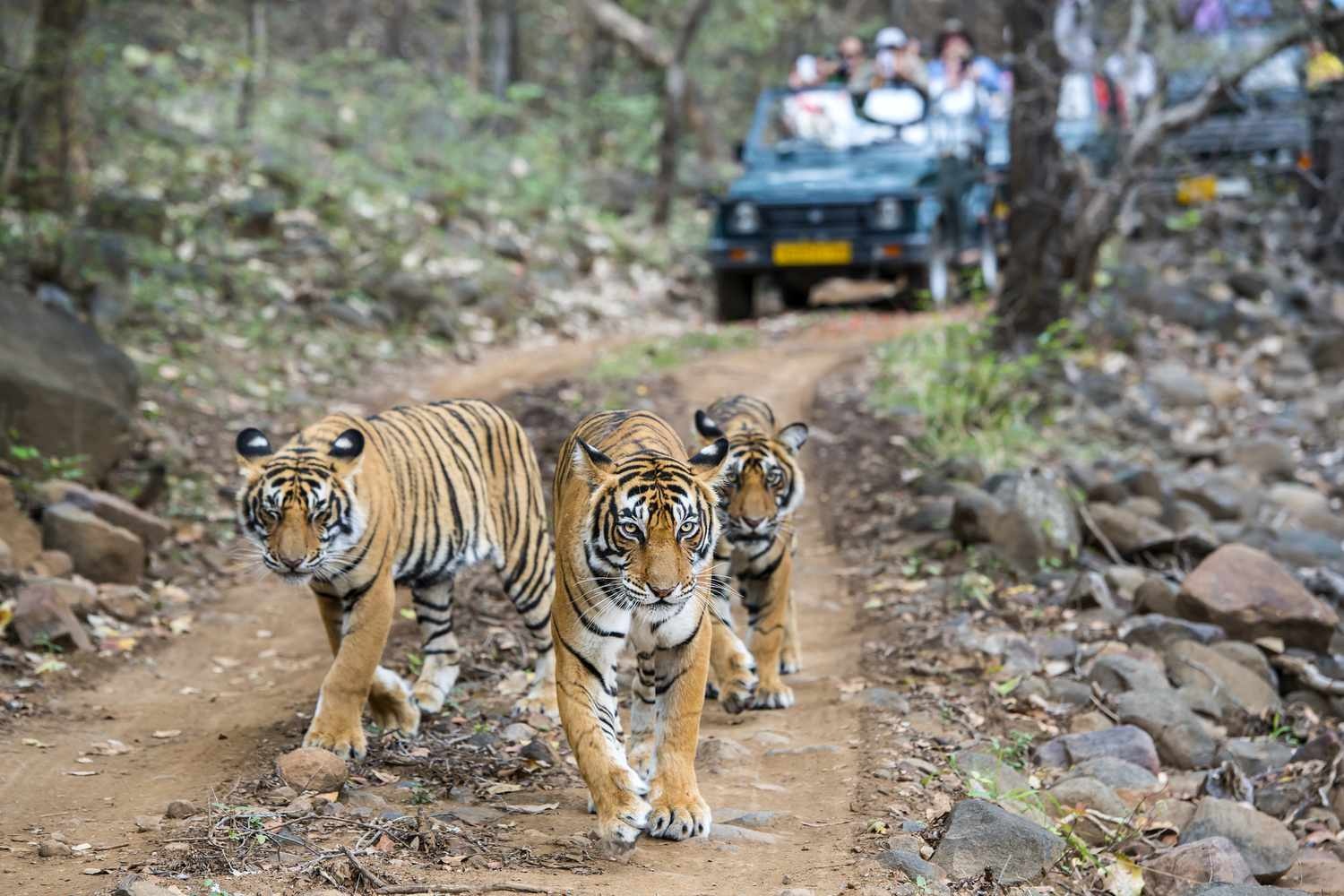 tourhub | Offbeat India Tours | India Golden Triangle Tour with Ranthambore 