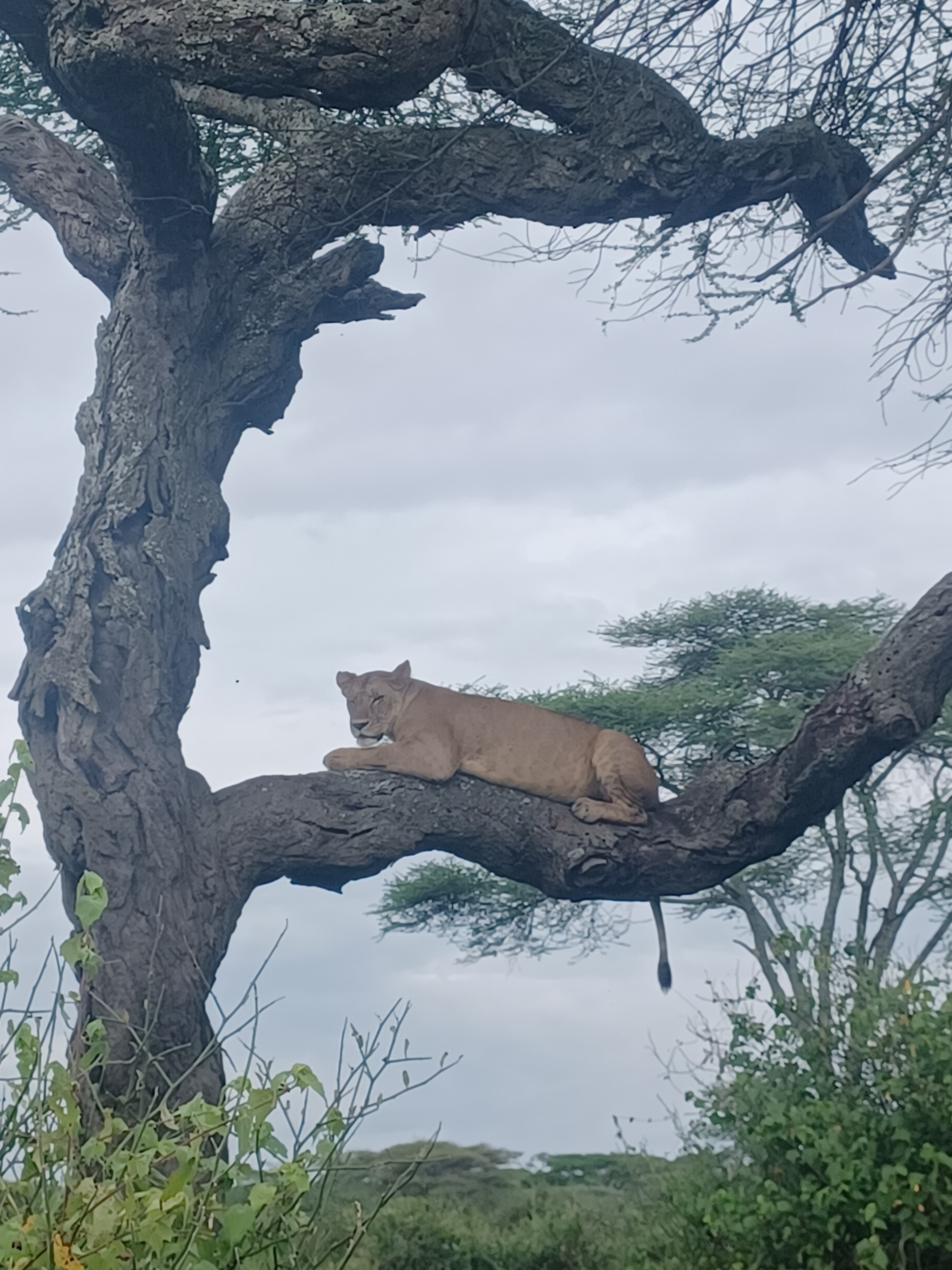 tourhub | Serengeti Access Safaris | 2 Days Tarangire and Ngorongoro Crater Exploration 