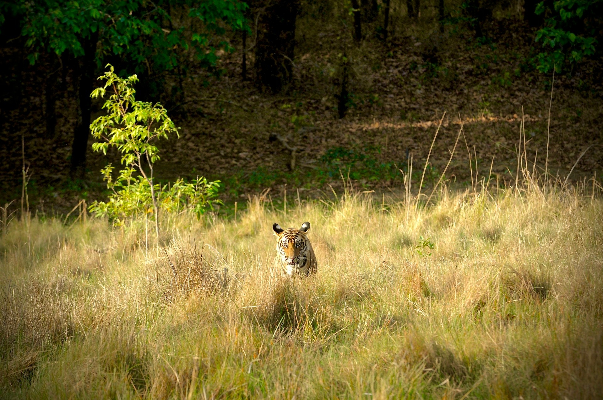 tourhub | Go Book Tours | Bandhavgarh Jungle Safari Tour Package 