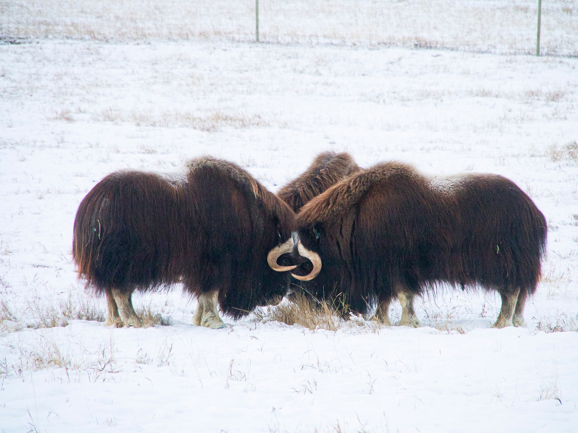 tourhub | Arctic Range Adventure | Best Value Aurora Viewing | Snowshoeing, Wildlife & Hot Springs 