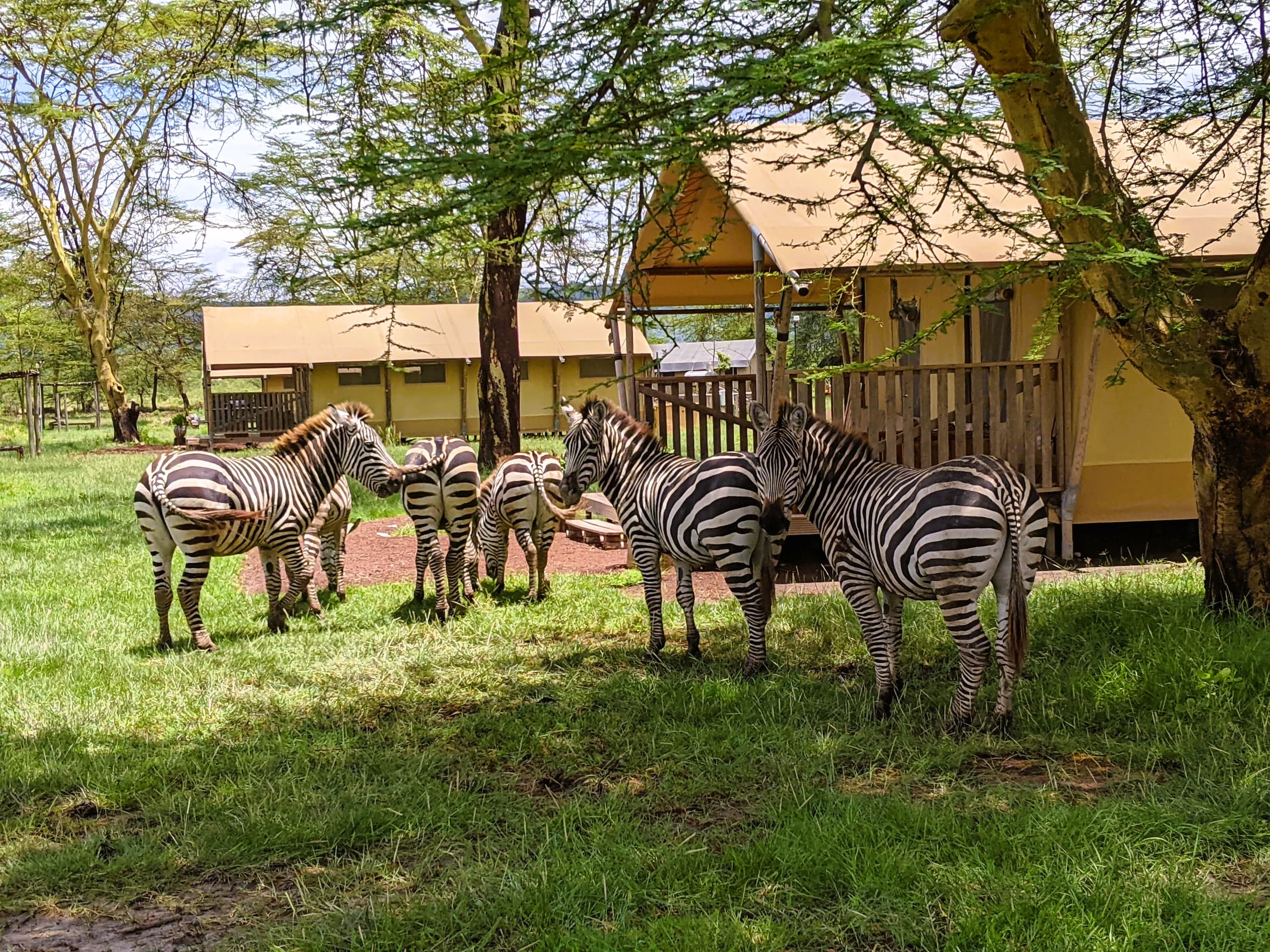 tourhub | Beach and Safari Holidays | From Zanzibar: 4 days safari and Breathtaking Lake Natron 