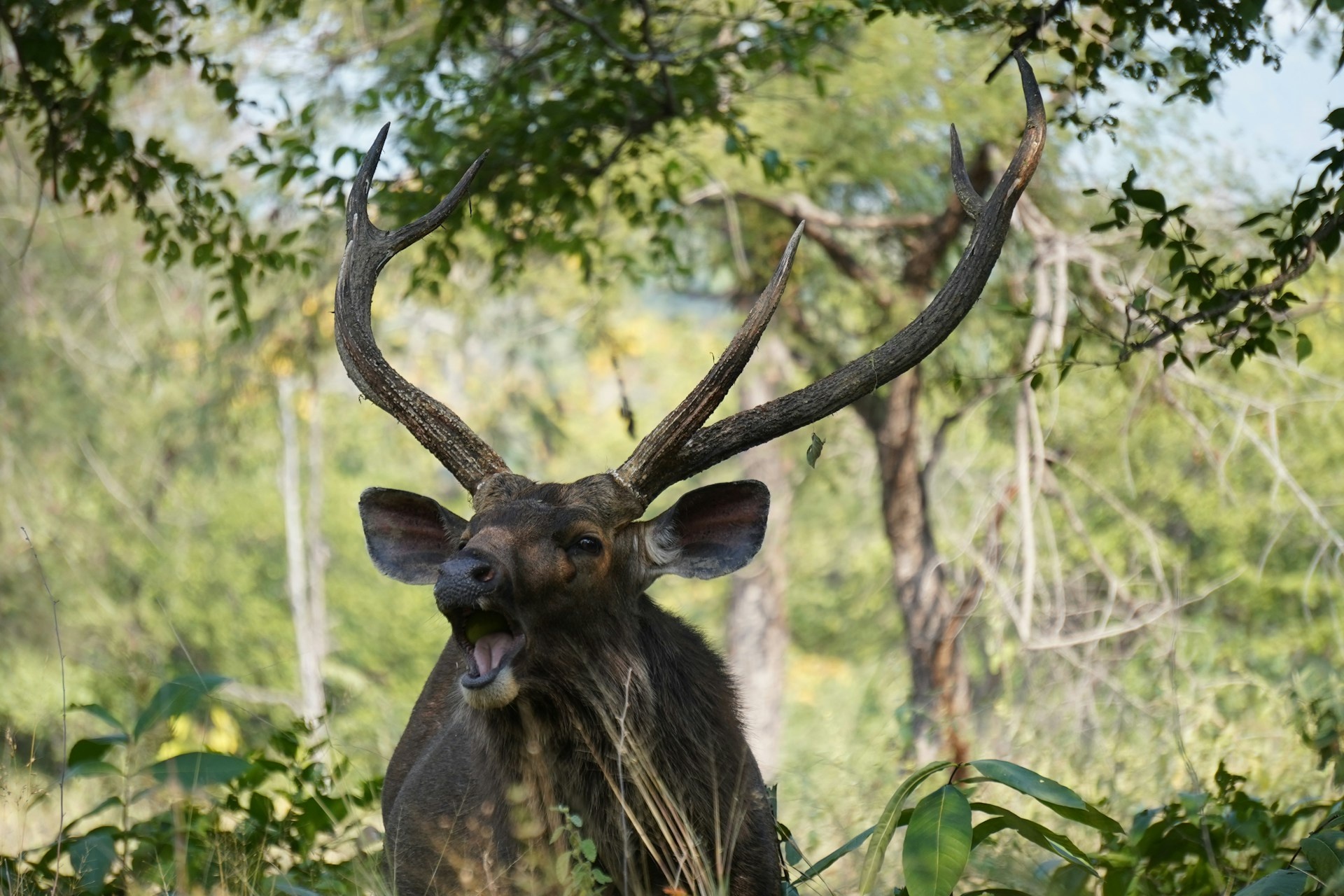 tourhub | Go Book Tours | Bandhavgarh Jungle Safari Tour Package 