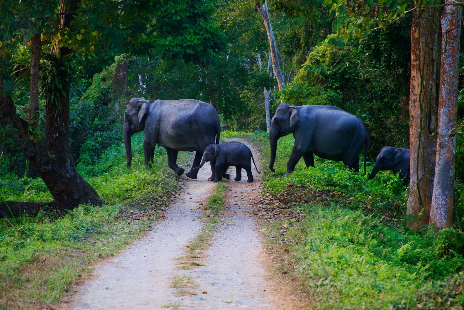 tourhub | UncleSam Holidays | Bhutan Trip from Kolkata 