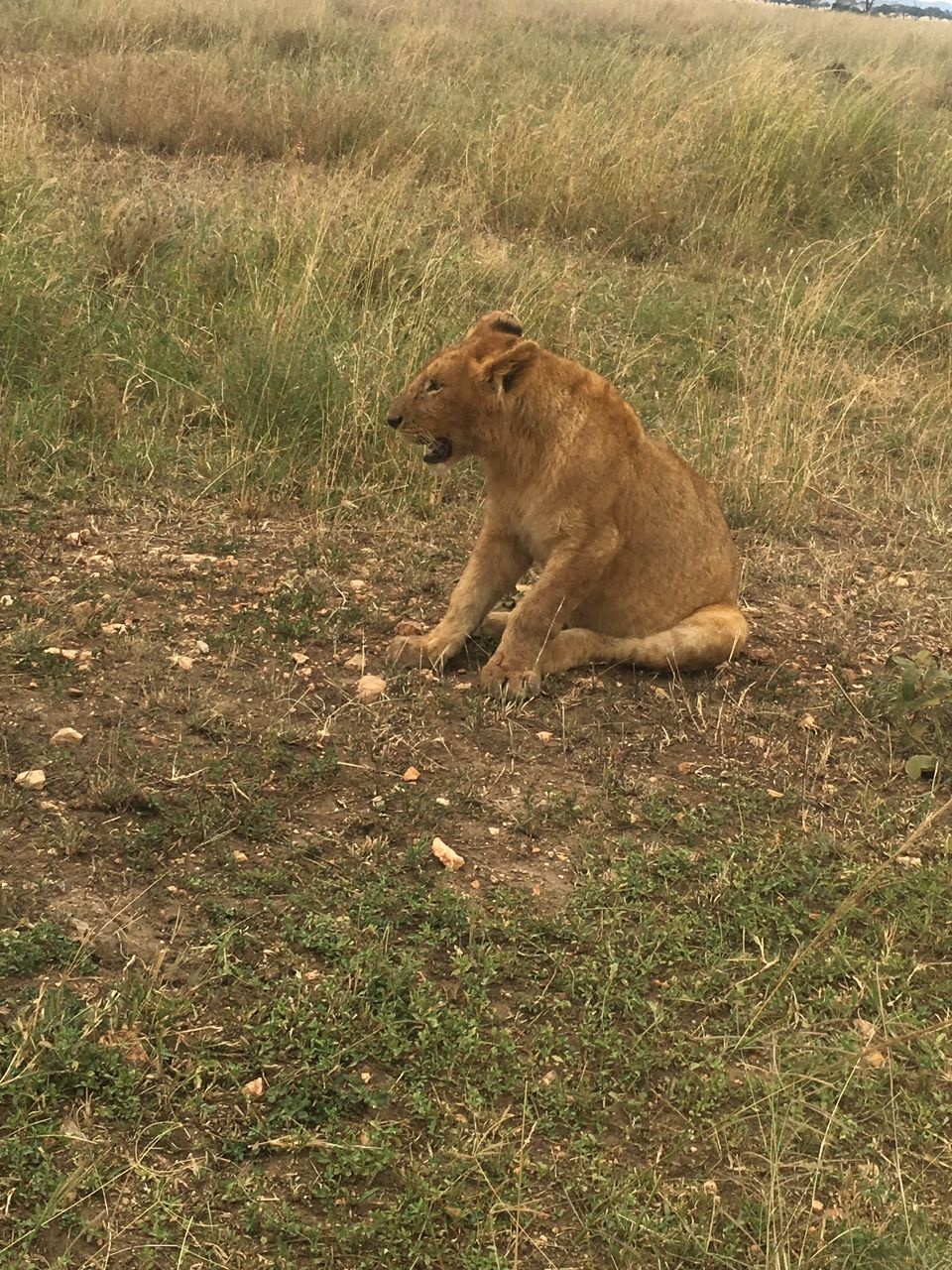 tourhub | Ron Adventure | 3 Days From Zanzibar to Serengeti and Ngorongoro 