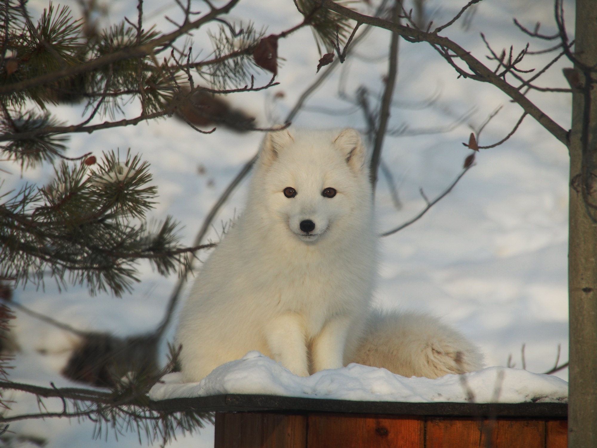 tourhub | Arctic Range Adventure | Best Value Aurora Viewing | Snowshoeing, Wildlife & Hot Springs 