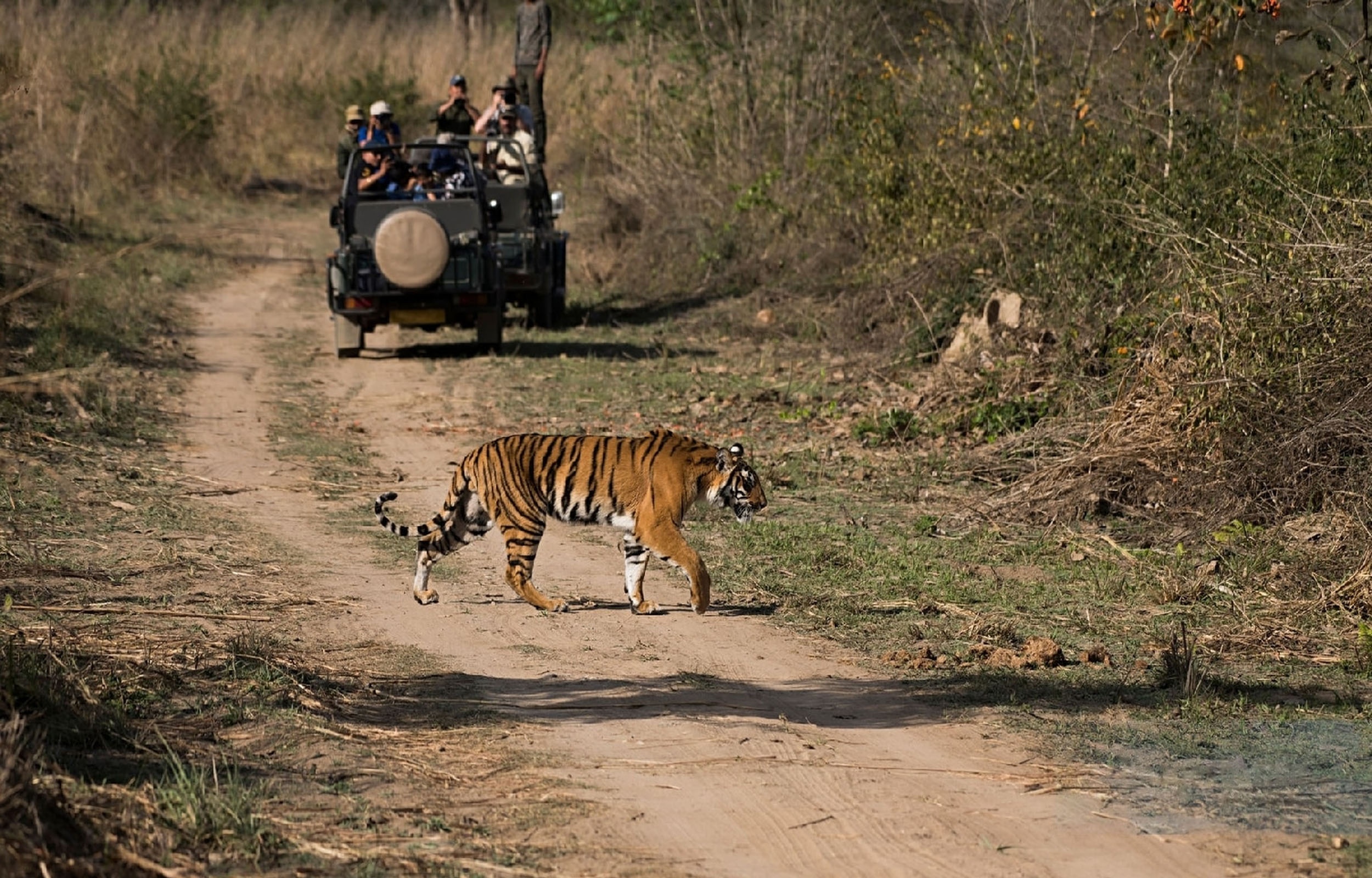 tourhub | Kamal Aviation Tours | Delhi: Ranthambore National Park 3-Day with Safari Rides 