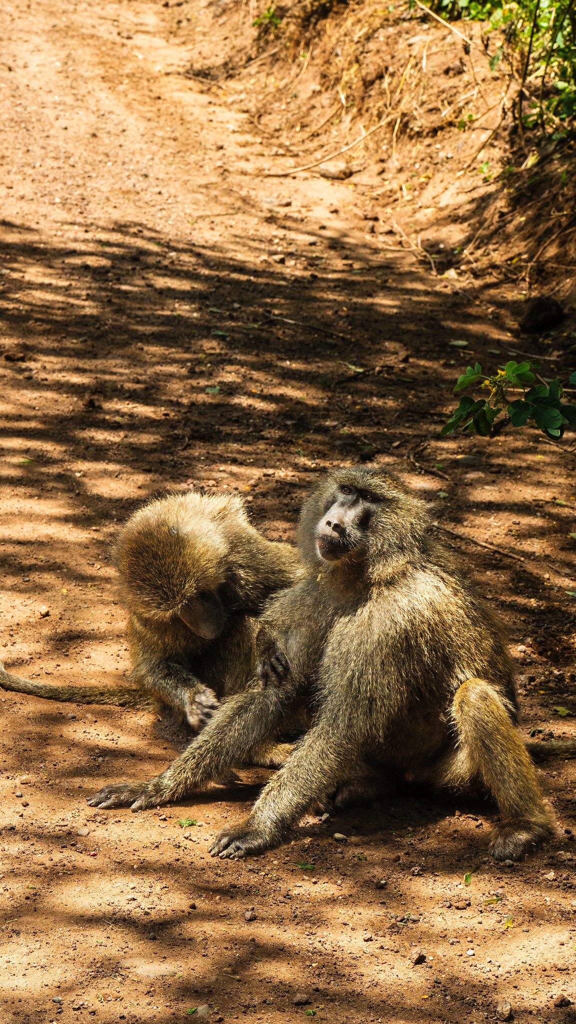 tourhub | Beach and Safari Holidays | Tanzania's Treasures: Tarangire, Manyara, and Ngorongoro 