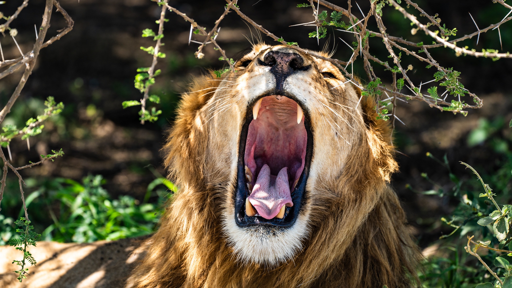 tourhub | Beach and Safari Holidays | Safari Expedition: Lake Natron to Ngorongoro Crater 