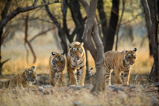 tourhub | Taj Voyages Tours | 05 Days Golden Triangle Tour with Ranthambore Jungle safari 